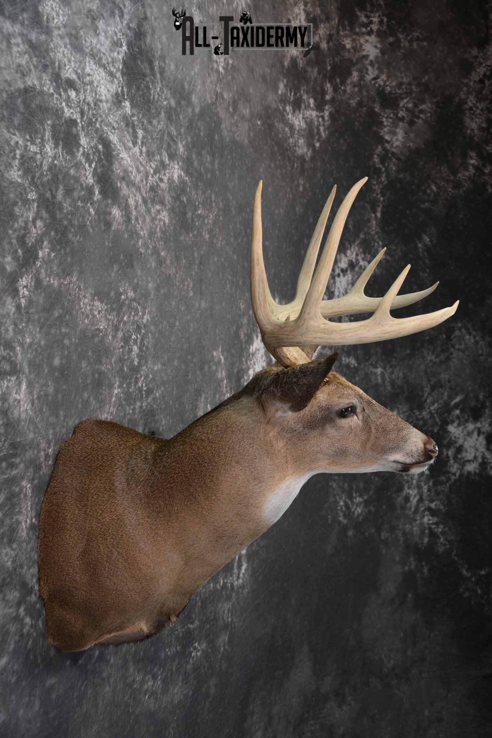 Whitetail Taxidermy deer shoulder mount SKU 1195 - Image 5