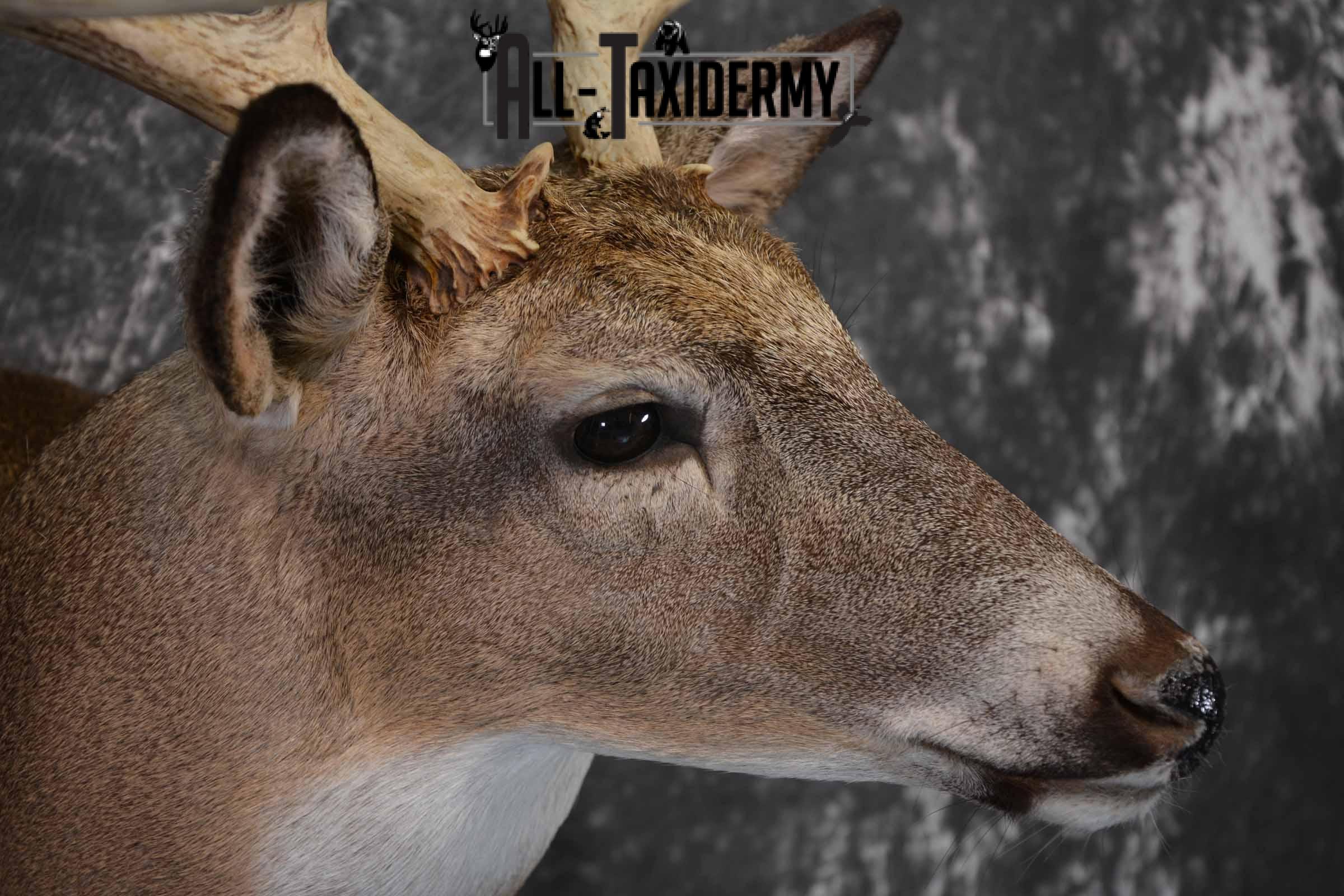 Whitetail Taxidermy deer shoulder mount SKU 1195 - Image 6