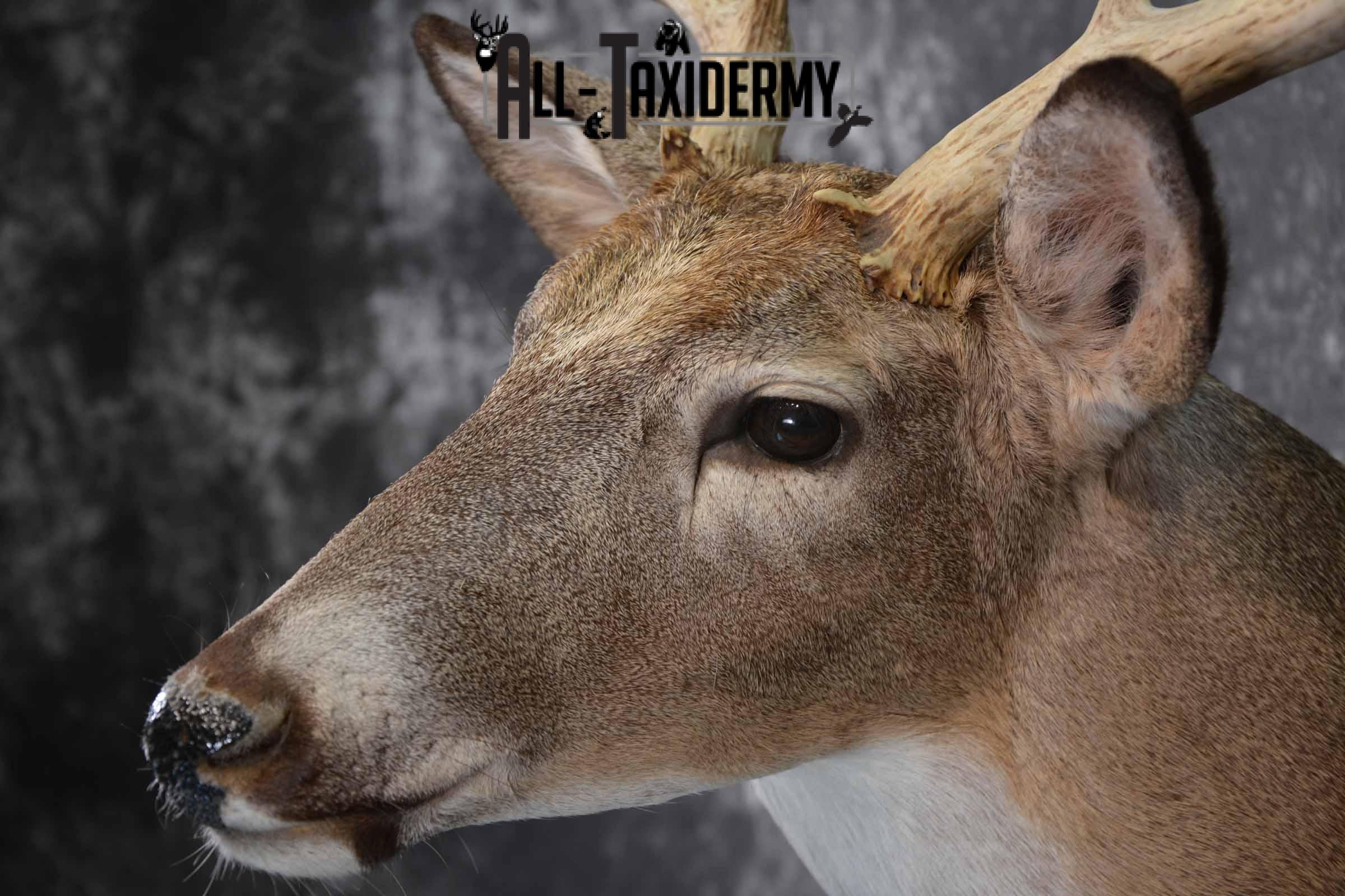 Whitetail Taxidermy deer shoulder mount SKU 1195 - Image 7