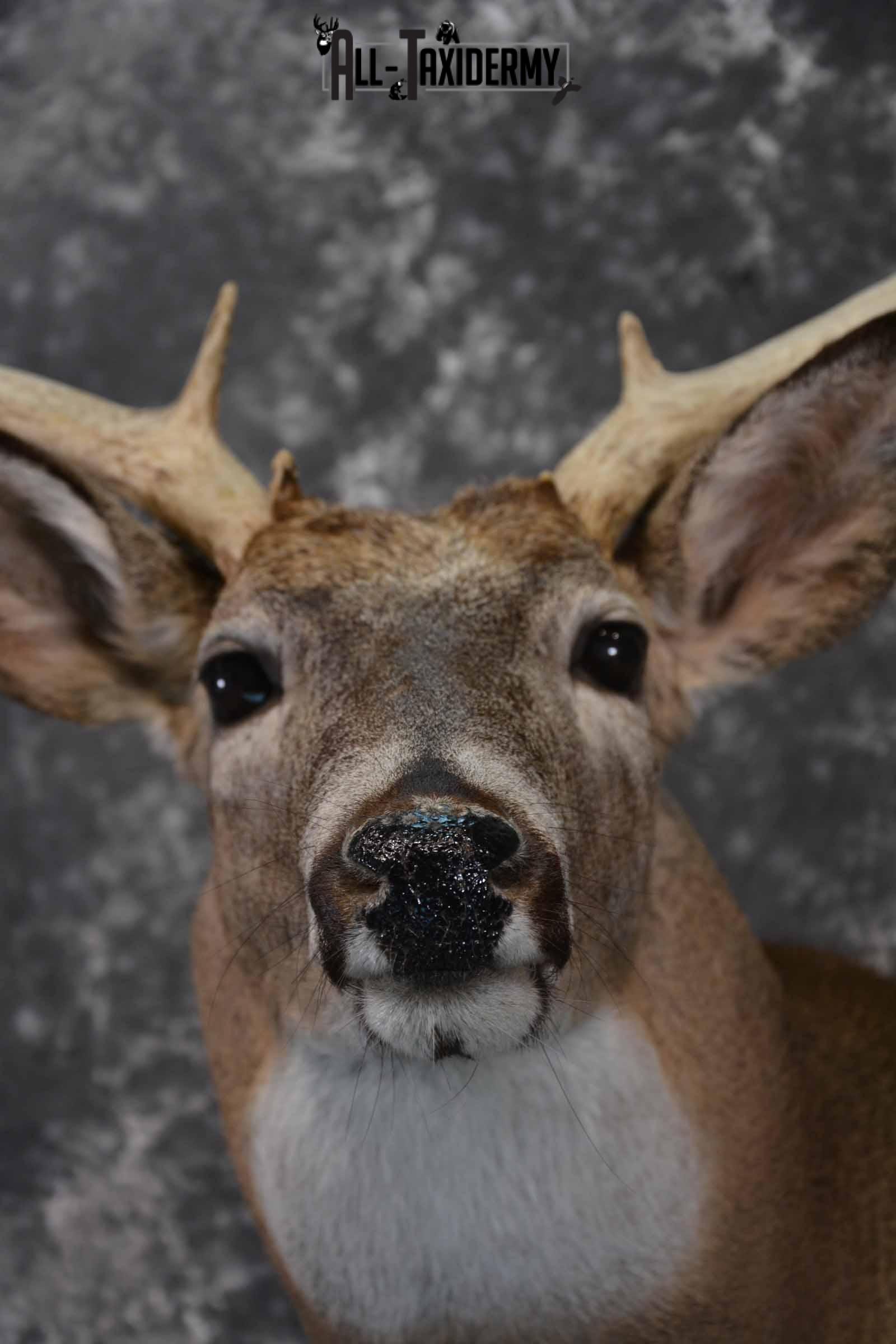 Whitetail Taxidermy deer shoulder mount SKU 1195 - Image 8