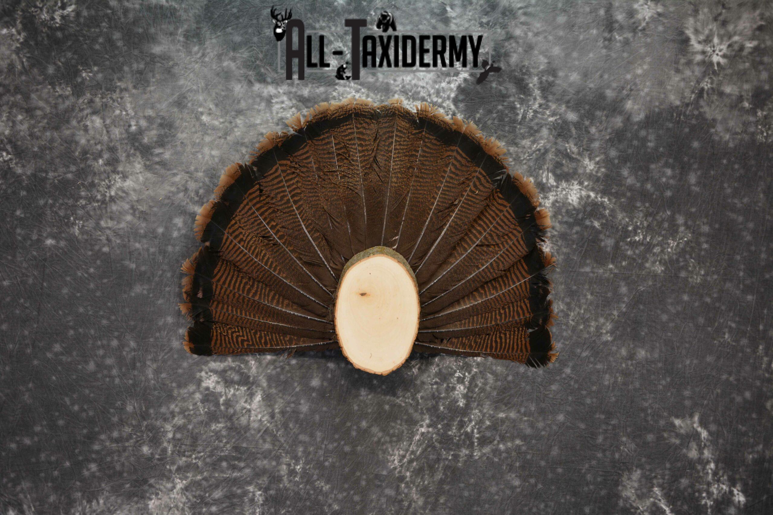 Eastern Turkey taxidermy tail fan display for sale SKU 1236 - Image 2