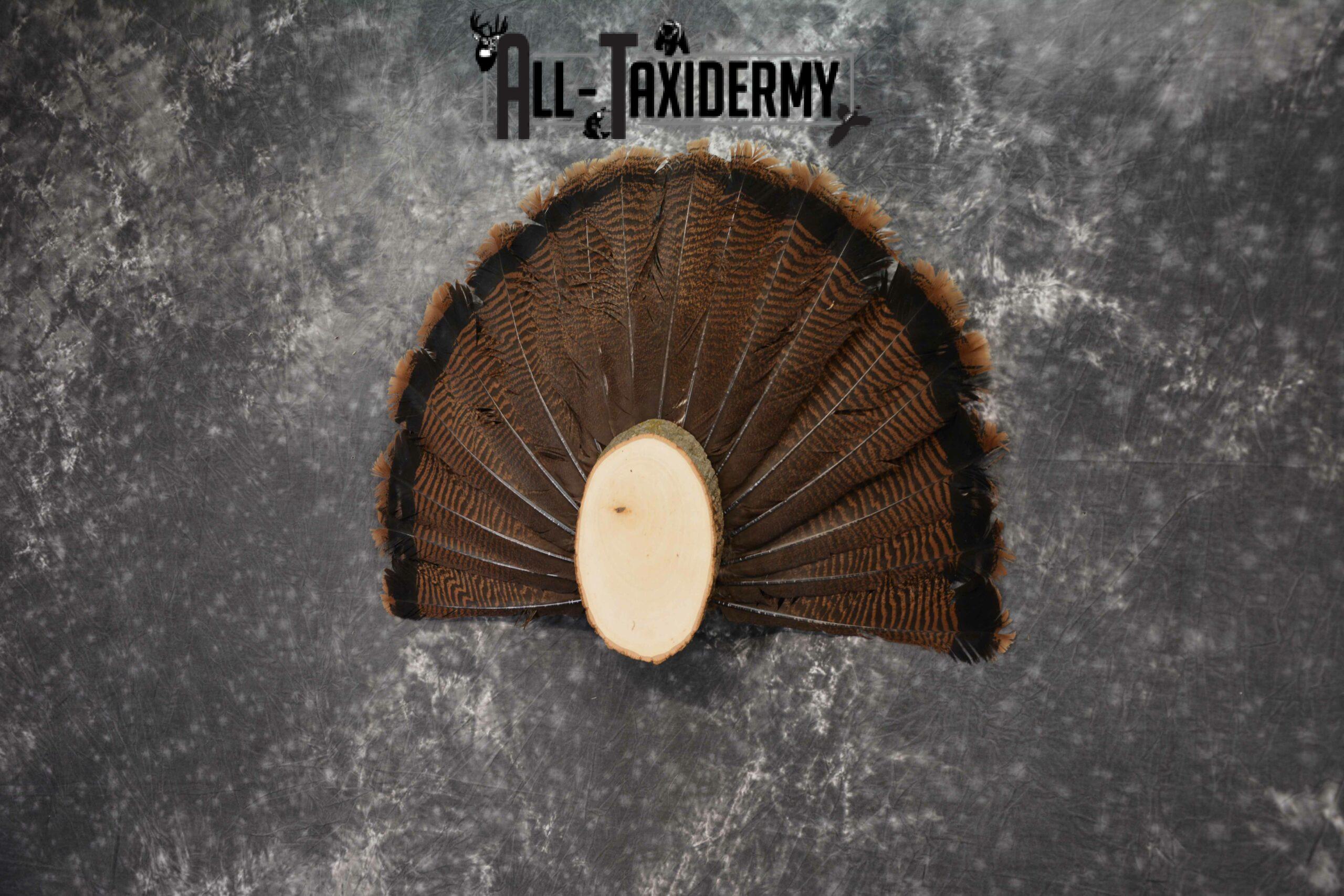 Eastern Turkey taxidermy tail fan display for sale SKU 1236 - Image 3