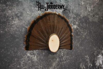 Eastern Turkey taxidermy tail fan display for sale SKU 1236