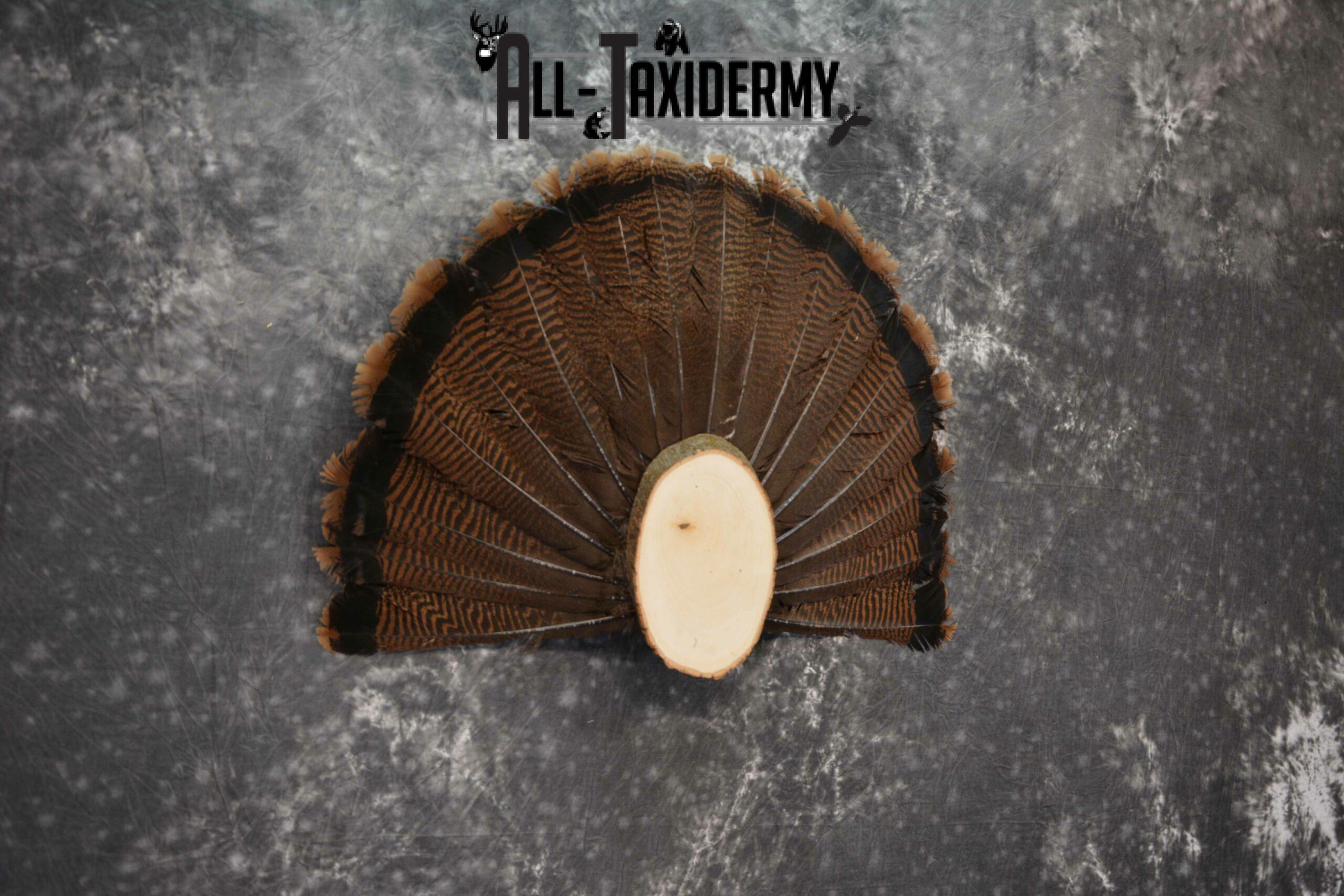 Eastern Turkey taxidermy tail fan display for sale SKU 1236