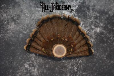 Eastern turkey taxidermy tail fan for sale SKU 1237