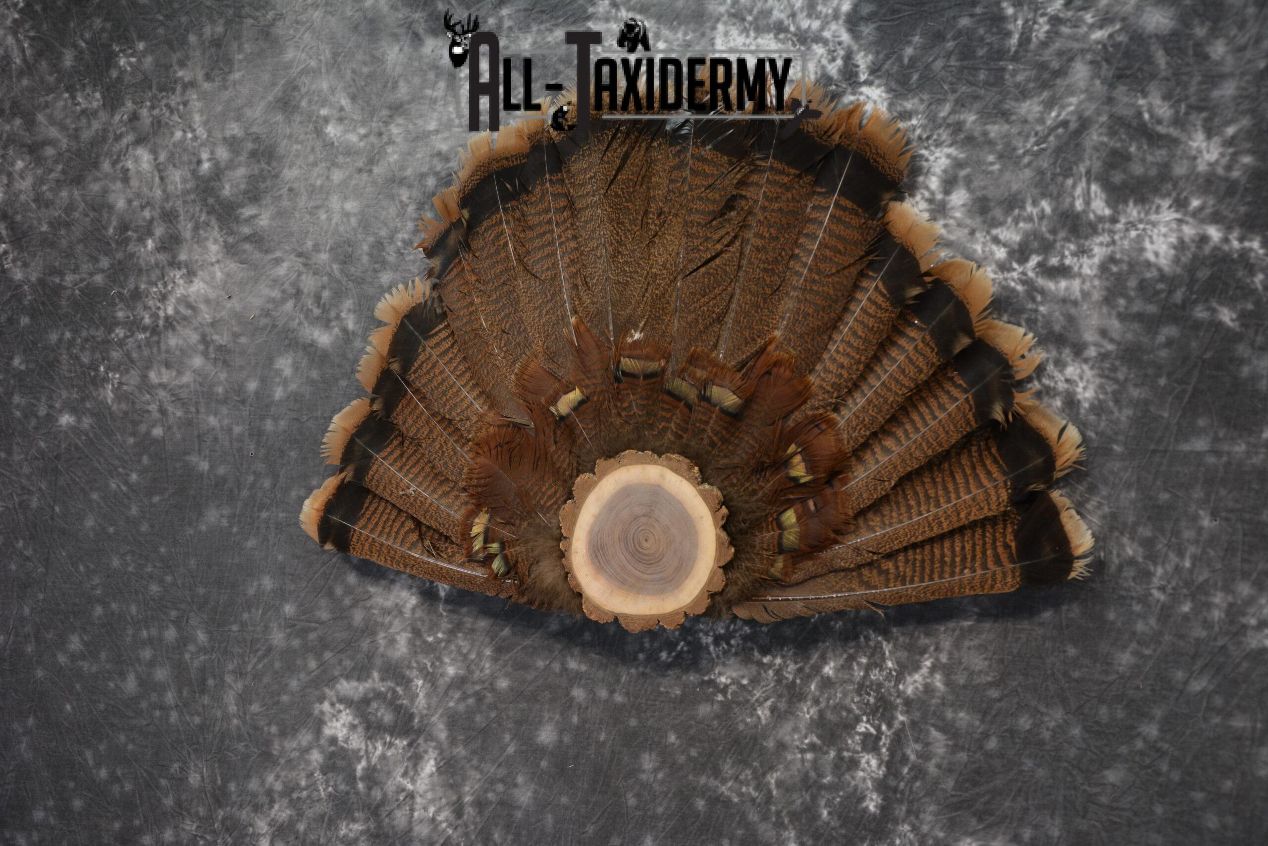 Eastern turkey taxidermy tail fan for sale SKU 1237 - Image 2