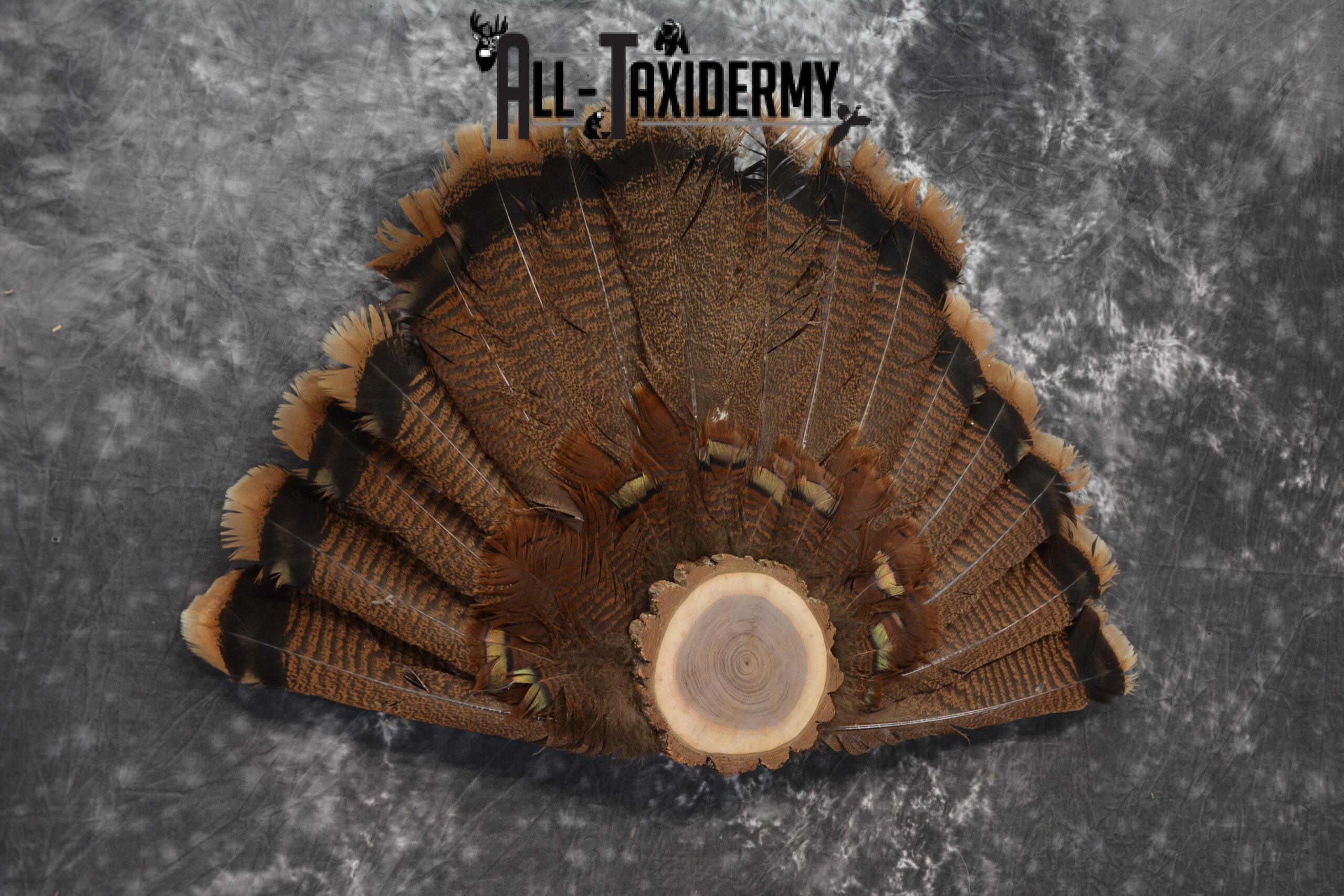Eastern turkey taxidermy tail fan for sale SKU 1237 - Image 3