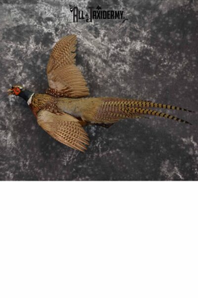 Ring-Necked pheasant taxidermy mount for sale SKU 1162