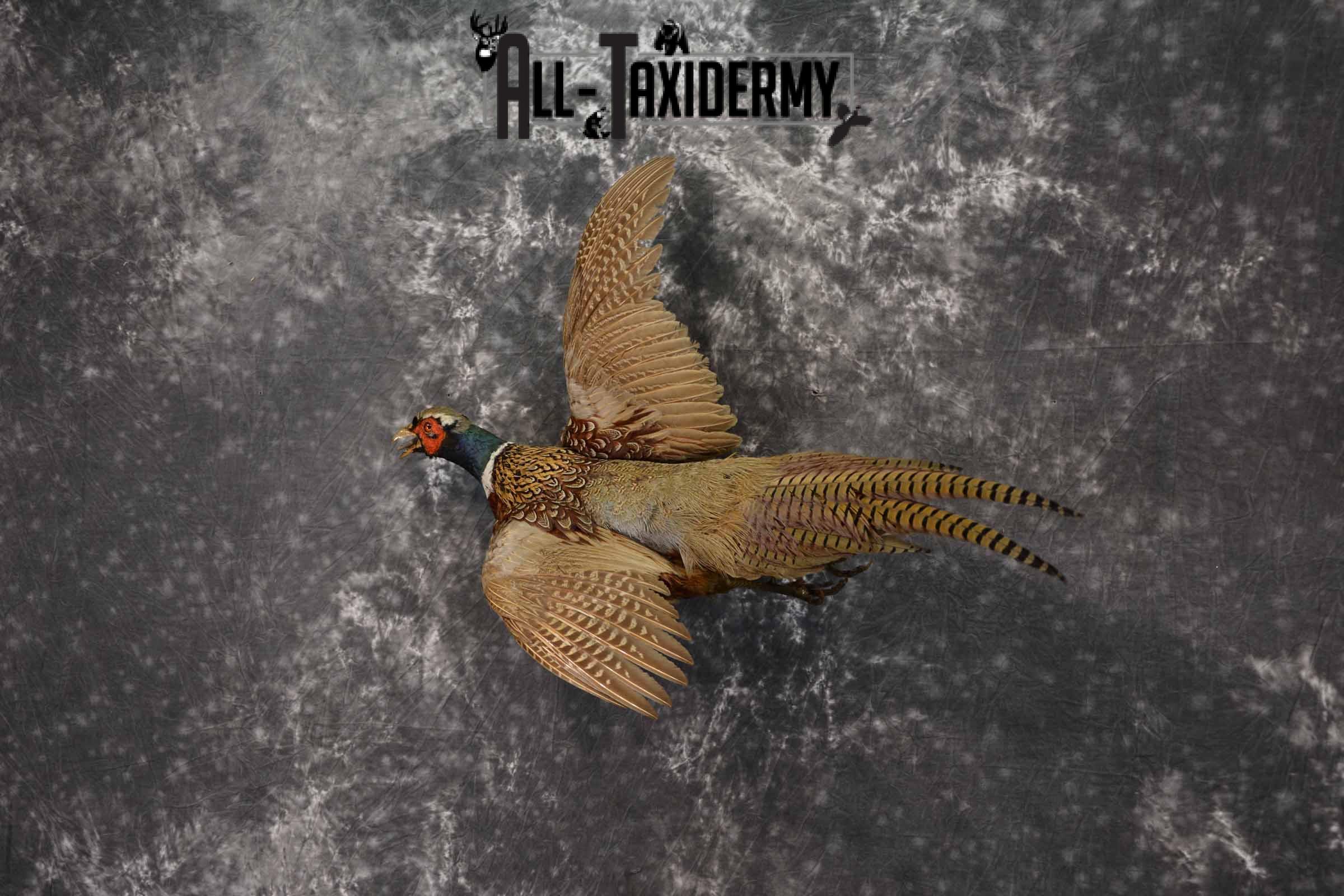 Ring-Necked pheasant taxidermy mount for sale SKU 1162 - Image 3