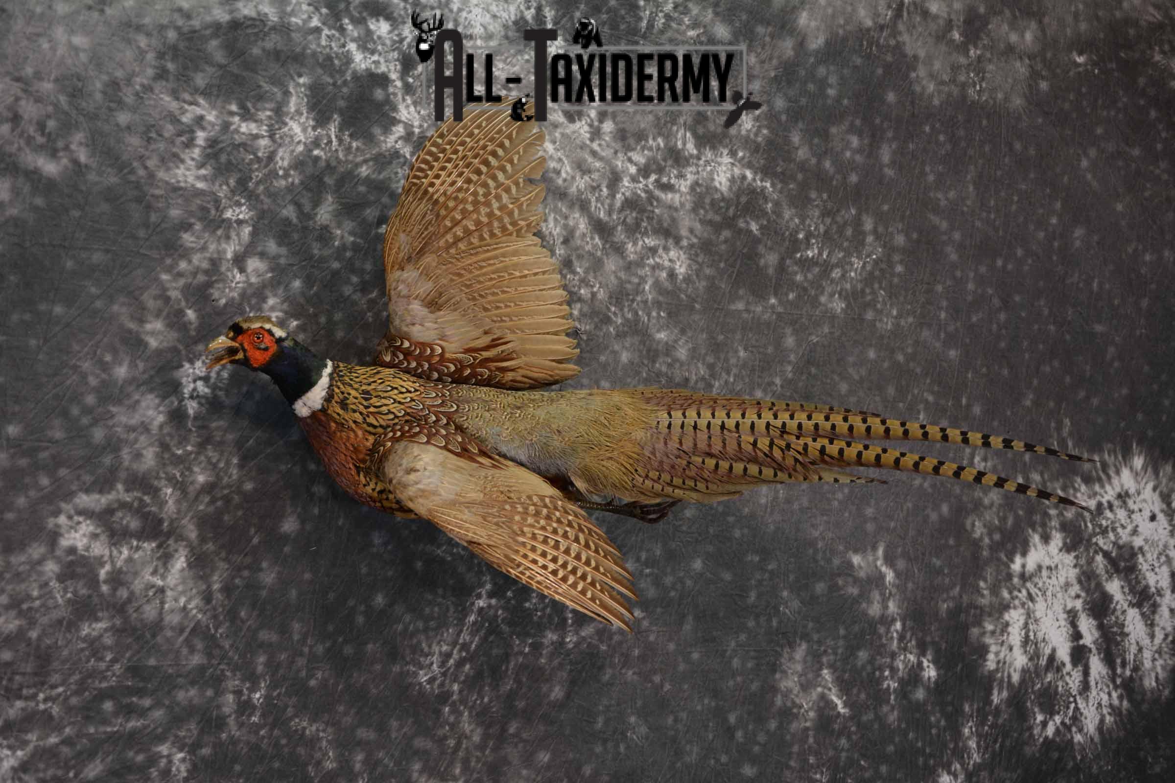 RingNecked pheasant taxidermy mount for sale SKU 1162 All Taxidermy