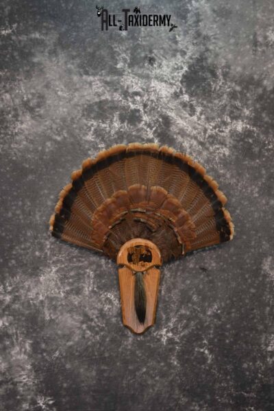 Eastern Turkey taxidermy tail fan and beard display for sale SKU 1249