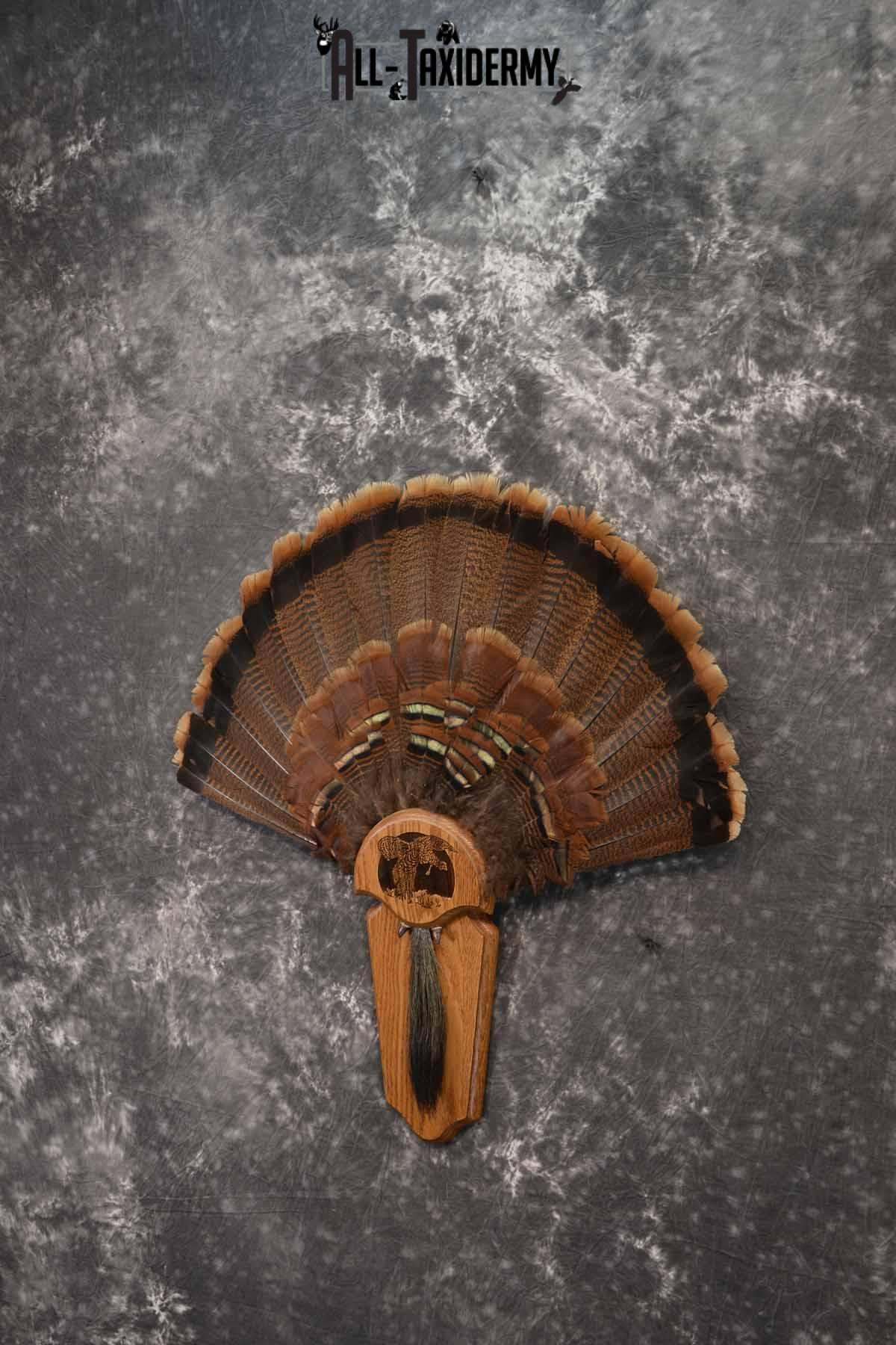 Eastern Turkey taxidermy tail fan and beard display for sale SKU 1249 - Image 2