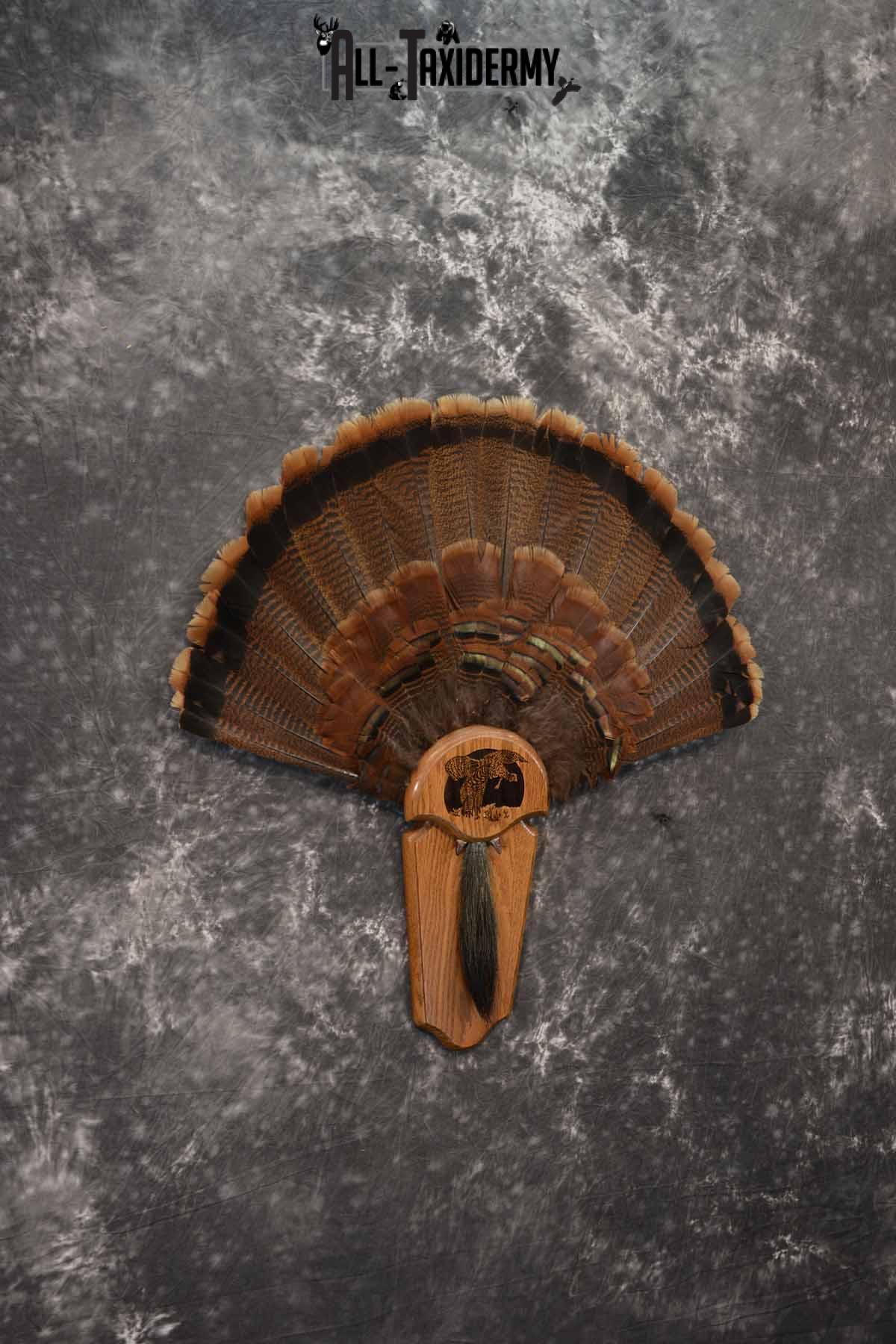 Eastern Turkey taxidermy tail fan and beard display for sale SKU 1249 - Image 3