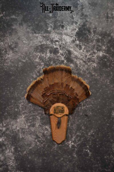 Eastern Turkey taxidermy tail fan for sale SKU 1248
