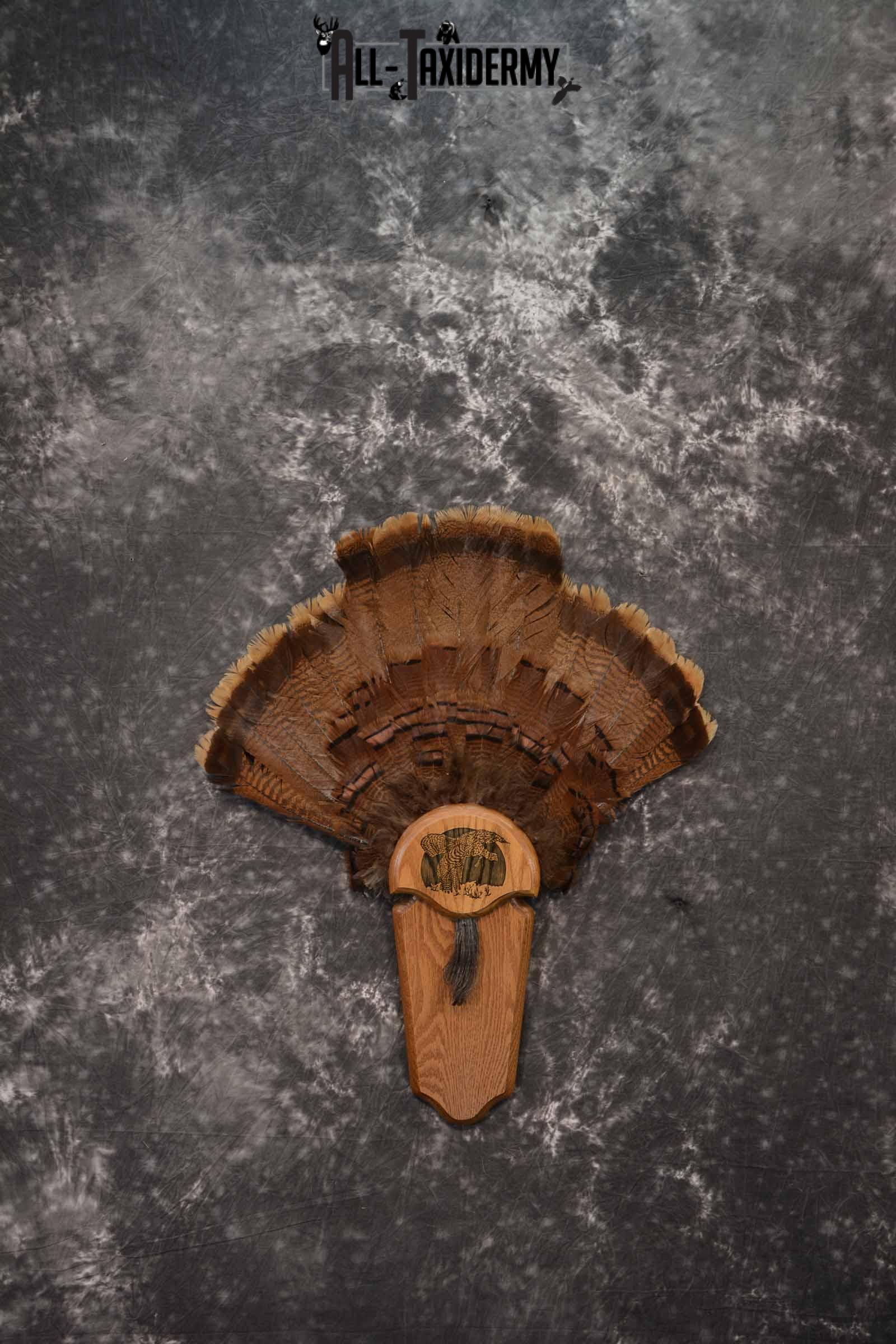Eastern Turkey taxidermy tail fan for sale SKU 1248
