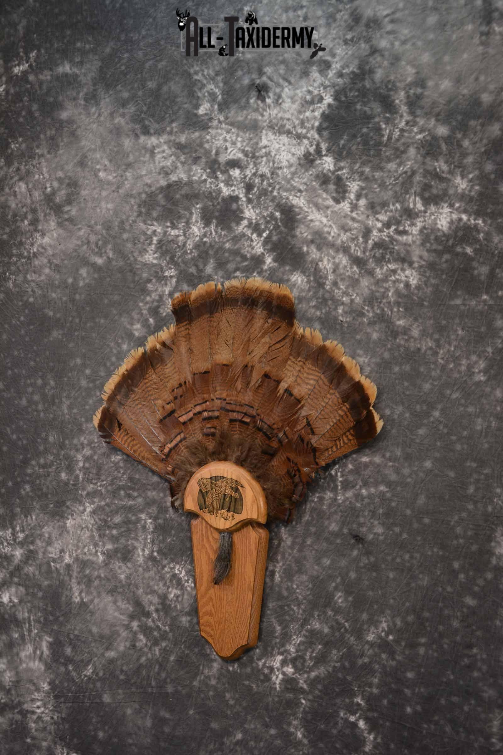 Eastern Turkey taxidermy tail fan for sale SKU 1248 - Image 2
