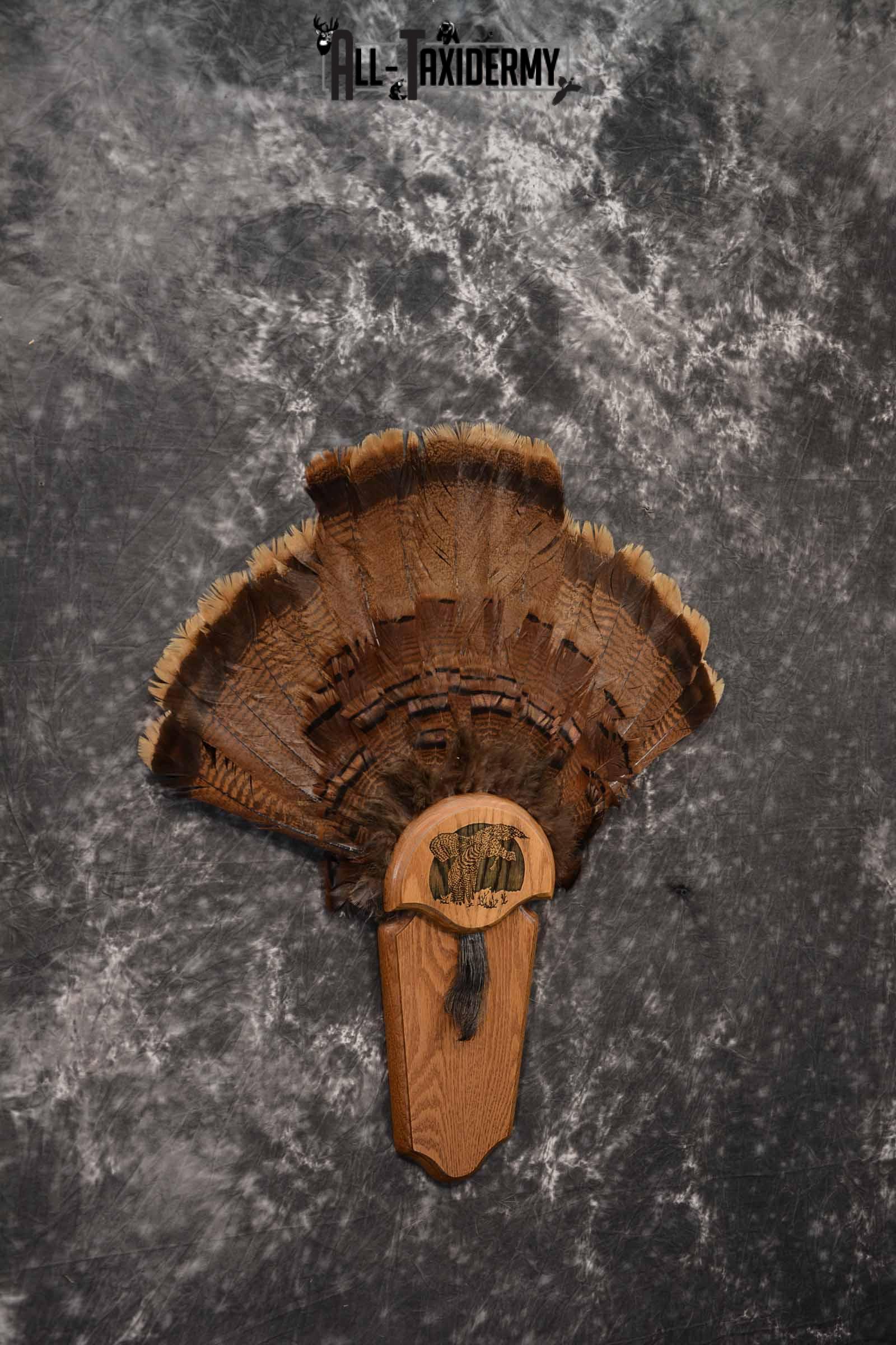 Eastern Turkey taxidermy tail fan for sale SKU 1248 - Image 3