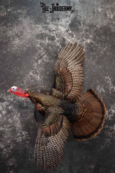 Eastern Turkey taxidermy mount for sale SKU 1247