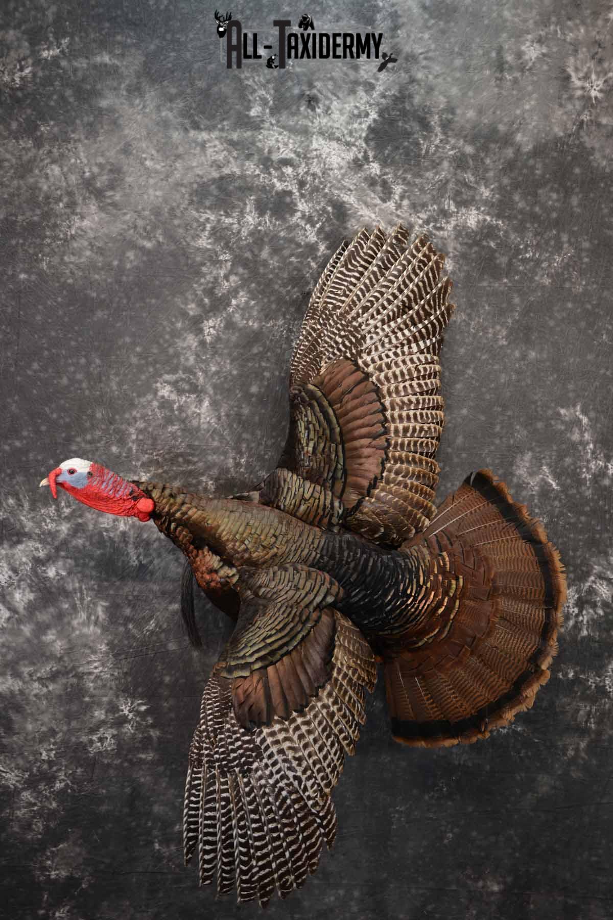 Eastern Turkey taxidermy mount for sale SKU 1247