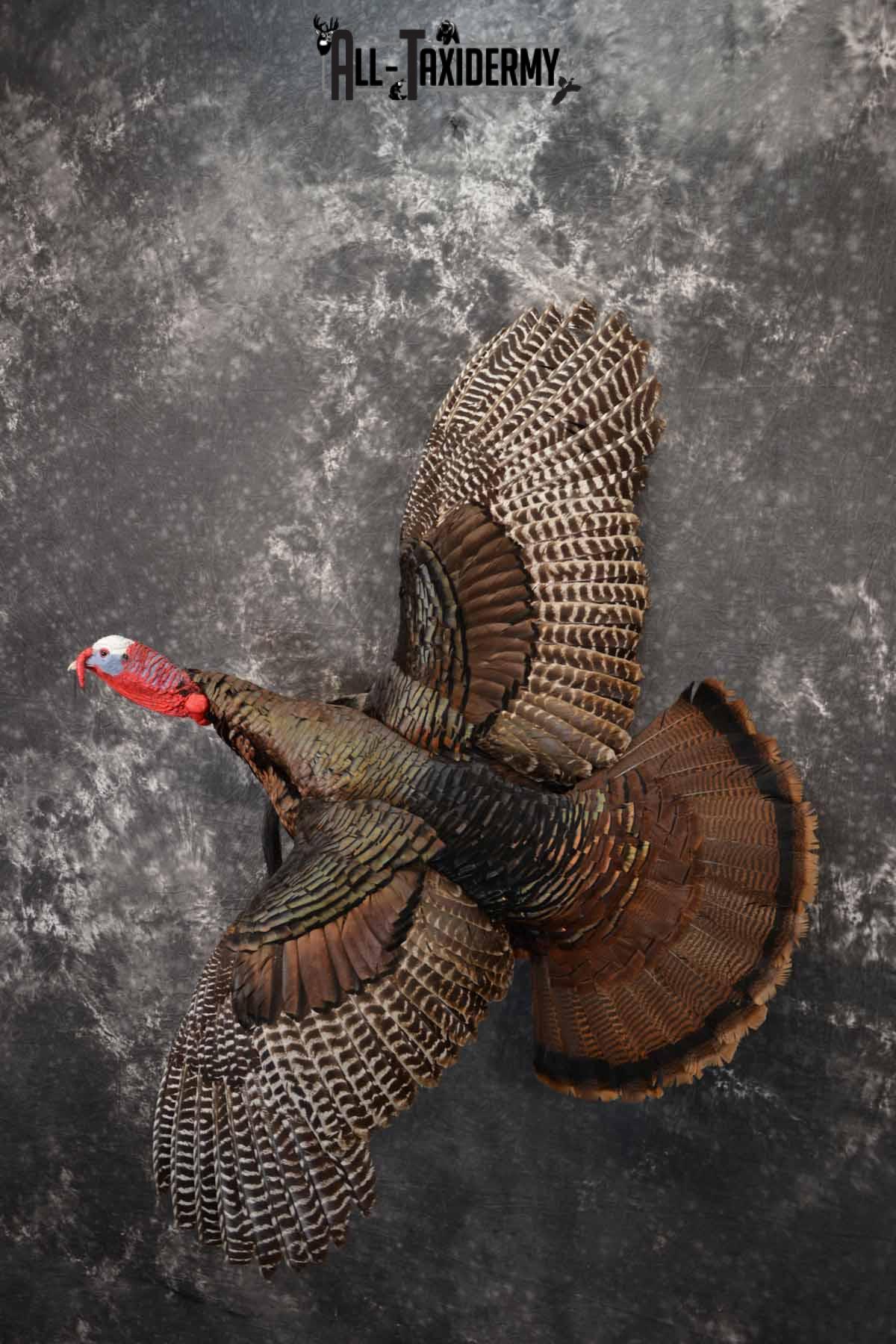 Eastern Turkey taxidermy mount for sale SKU 1247 - All Taxidermy