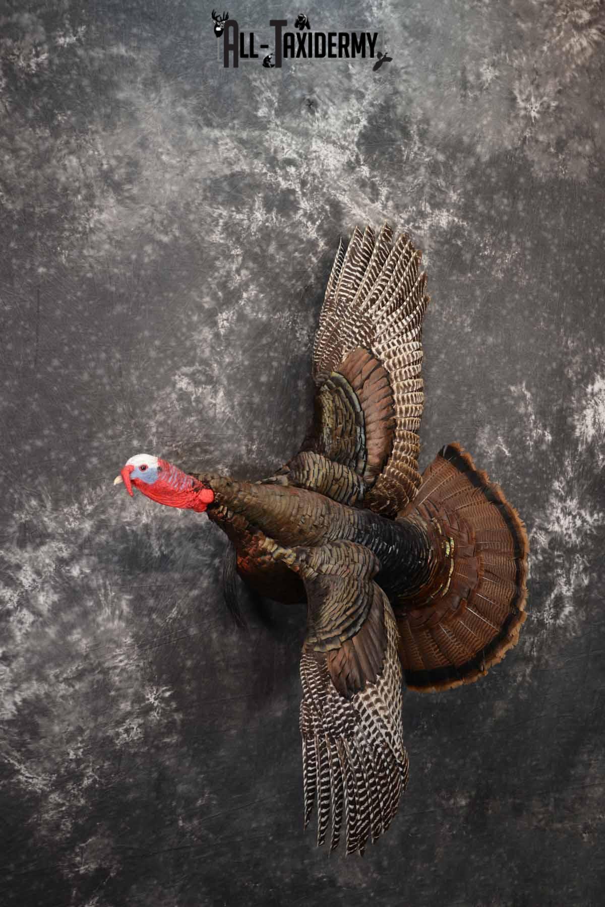 Turkey Rug Mount Eastern Turkey taxidermy mount for sale SKU 1247 - All Taxidermy
