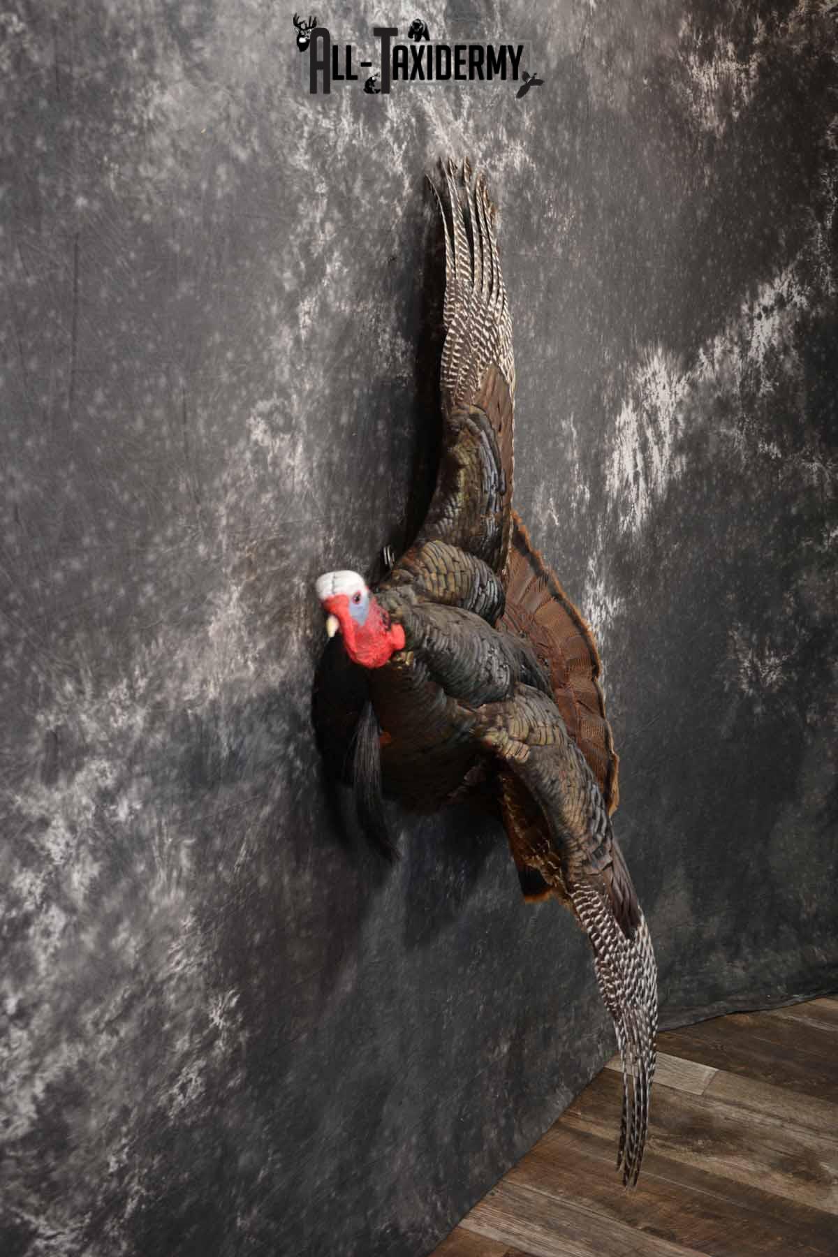 Eastern Turkey taxidermy mount for sale SKU 1247 - Image 4