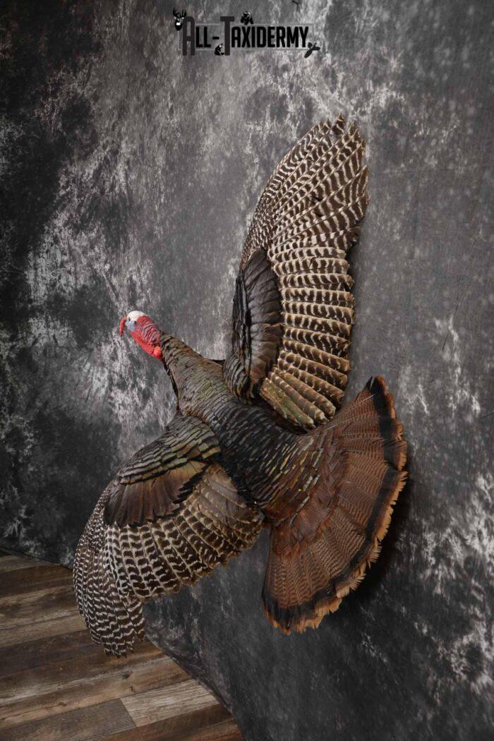 Turkey Rug Mount Eastern Turkey taxidermy mount for sale SKU 1247 - All Taxidermy