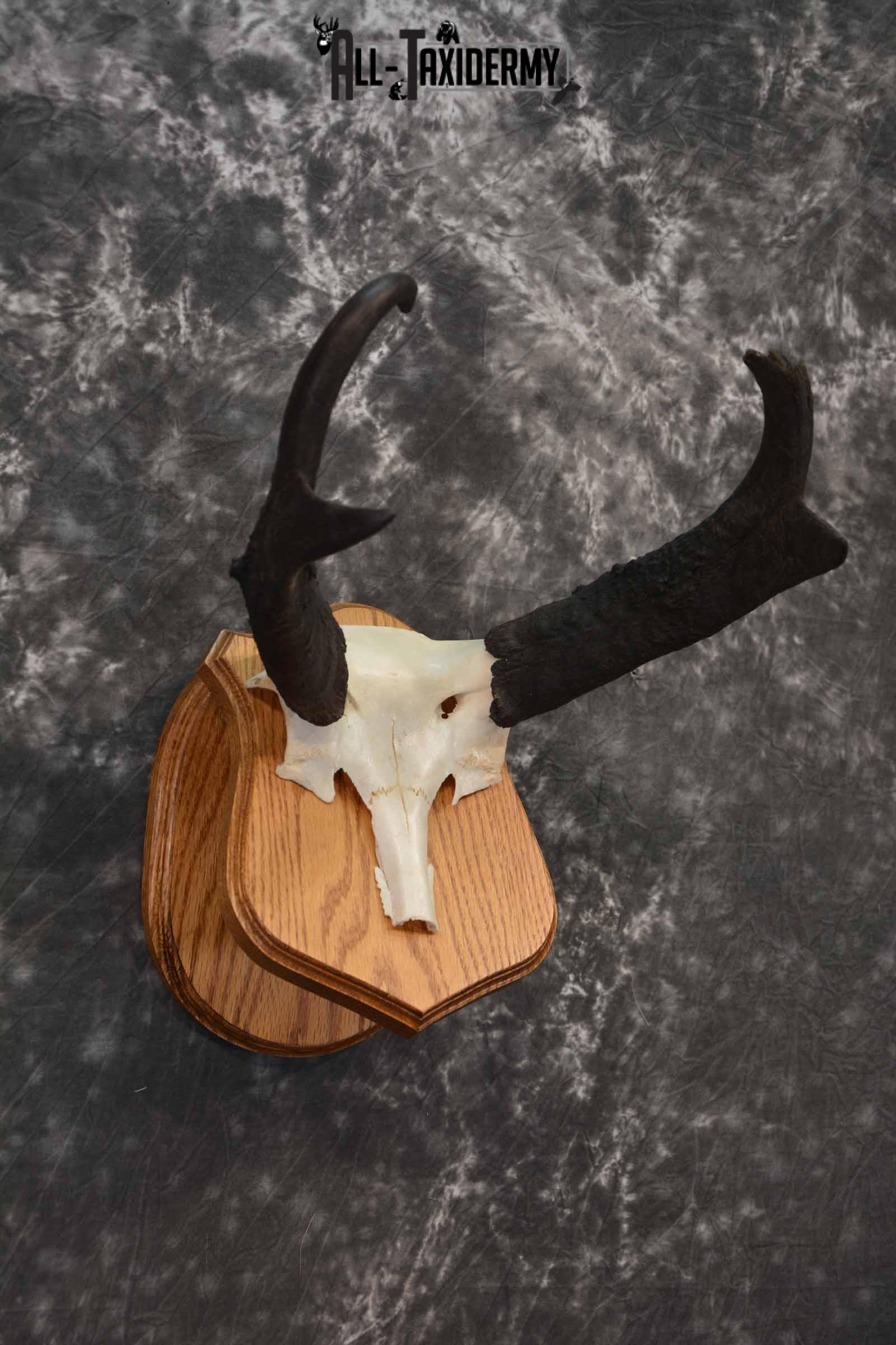 Pronghorn Antelope taxidermy horn skull cap for sale SKU 1244 - Image 3