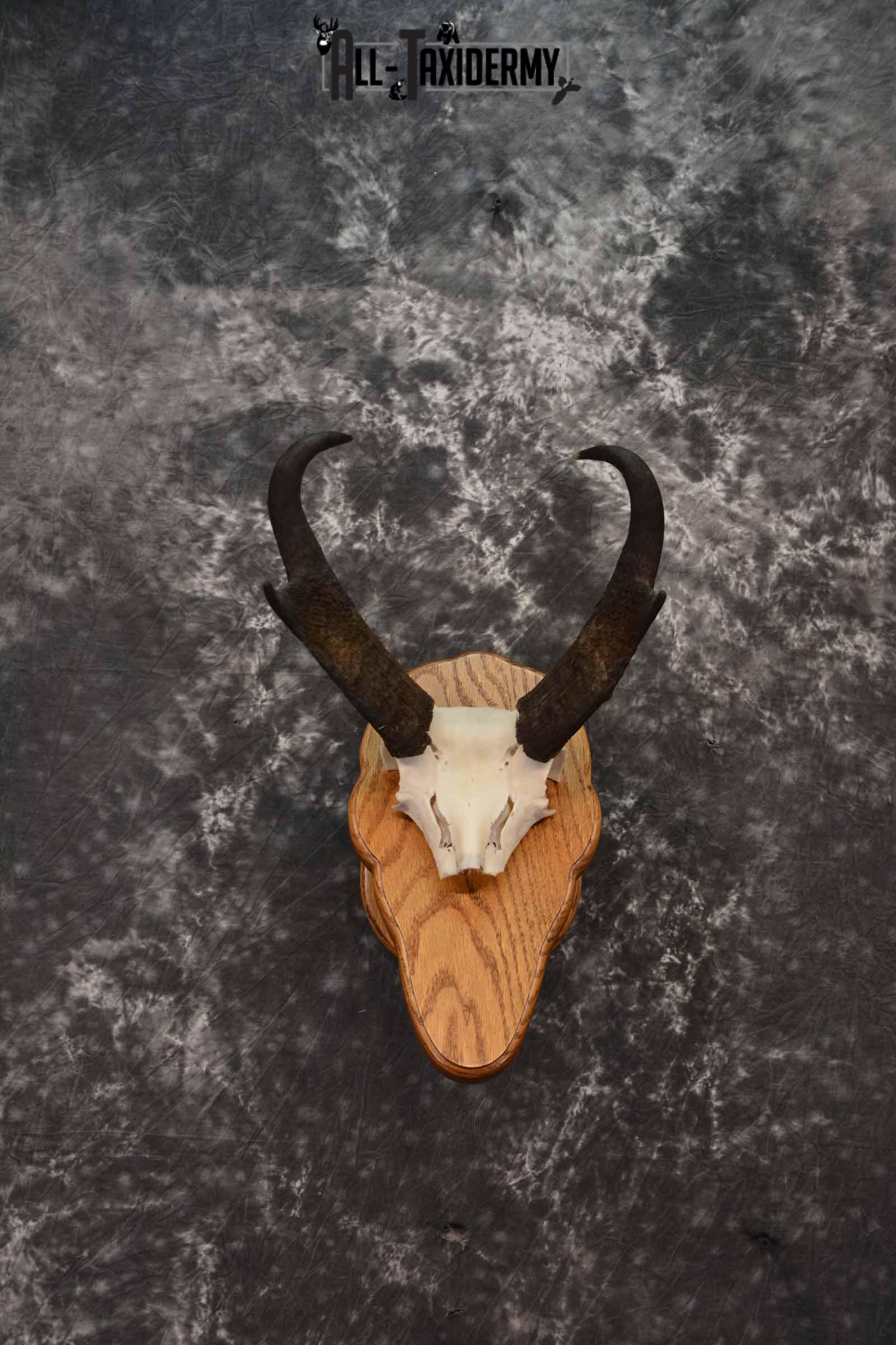 Pronghorn Antelope taxidermy horn skull cap for sale SKU 1242
