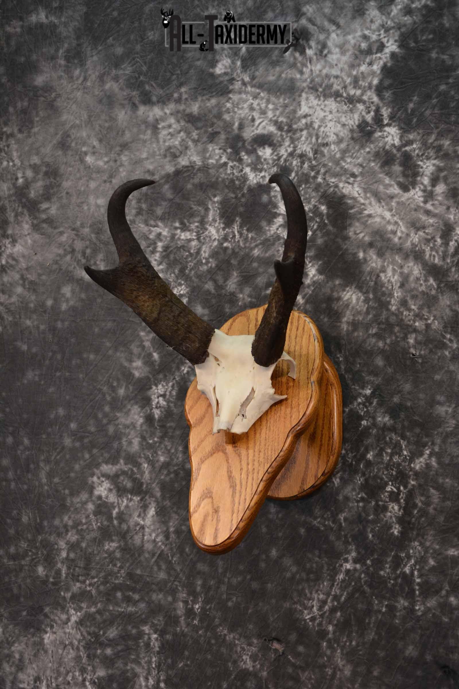 Pronghorn Antelope taxidermy horn skull cap for sale SKU 1242 - Image 2