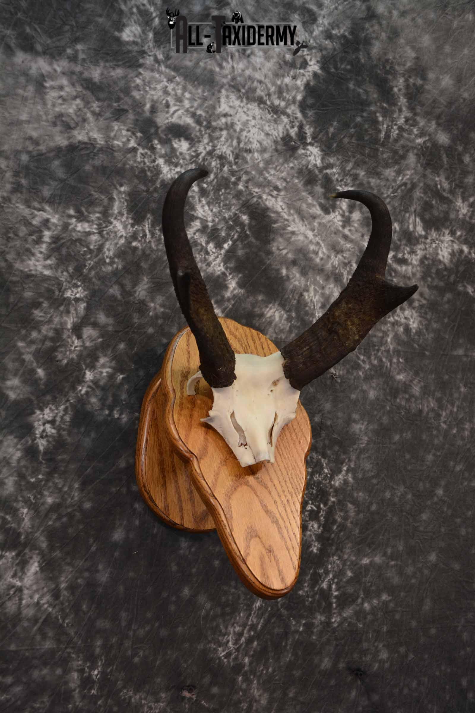 Pronghorn Antelope taxidermy horn skull cap for sale SKU 1242 - Image 3