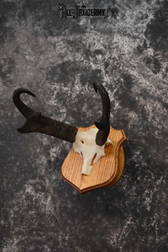 Pronghorn Antelope taxidermy horn skull cap for sale SKU 1243 All Taxidermy