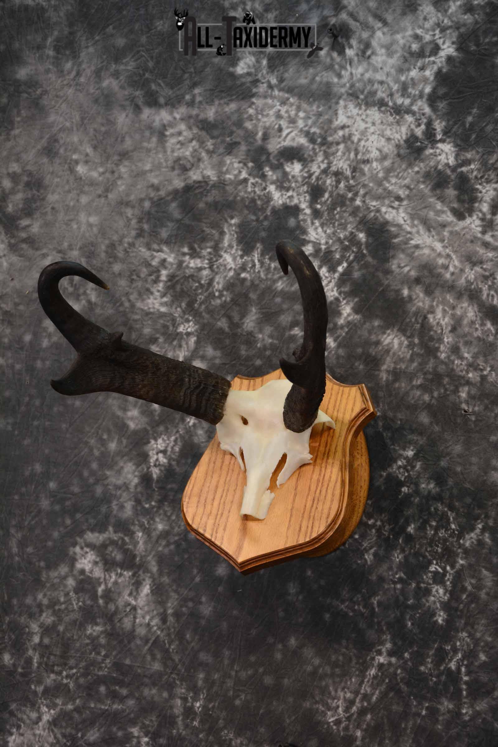 Pronghorn Antelope taxidermy horn skull cap for sale SKU 1243 - Image 2
