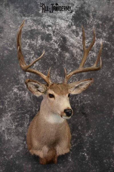 Mule Deer Taxidermy shoulder mount for sale SKU 1241