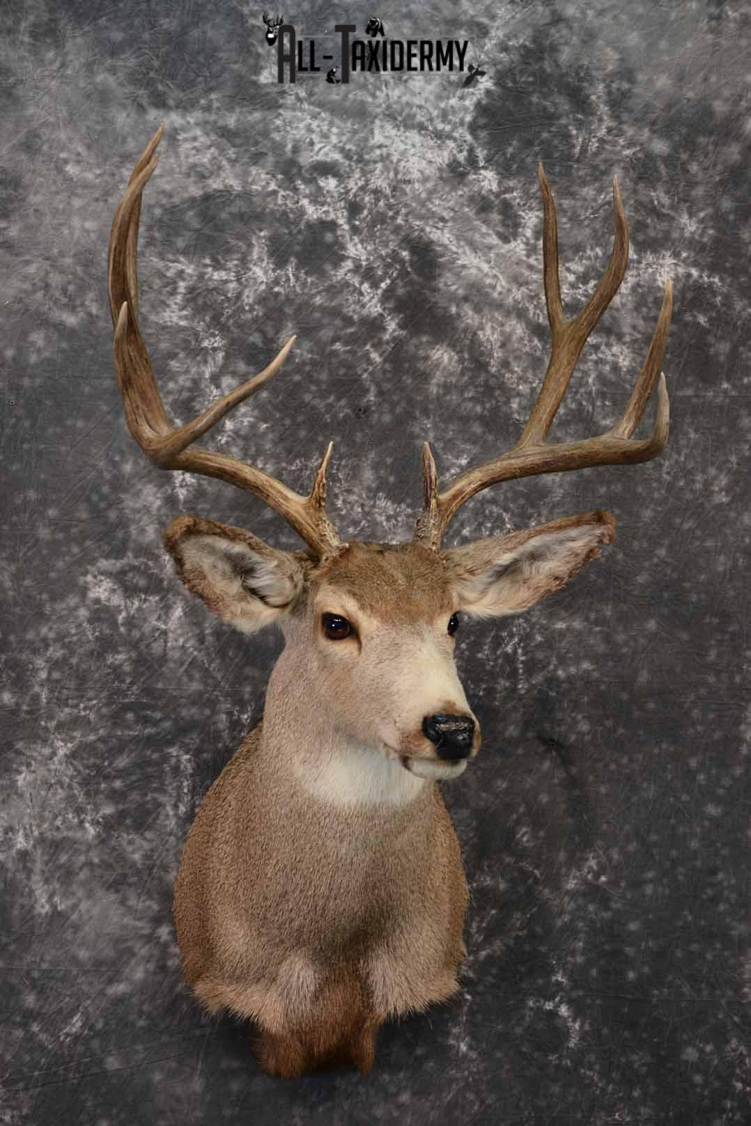 Mule Deer Taxidermy shoulder mount for sale SKU 1241