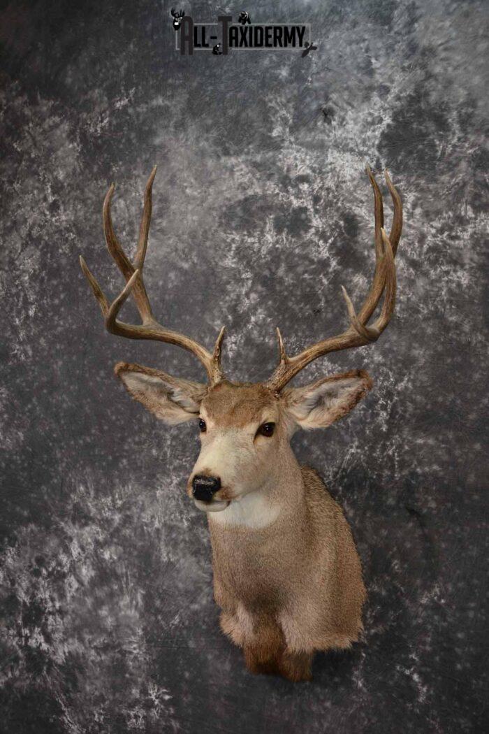 Mule Deer Taxidermy shoulder mount for sale SKU 1241