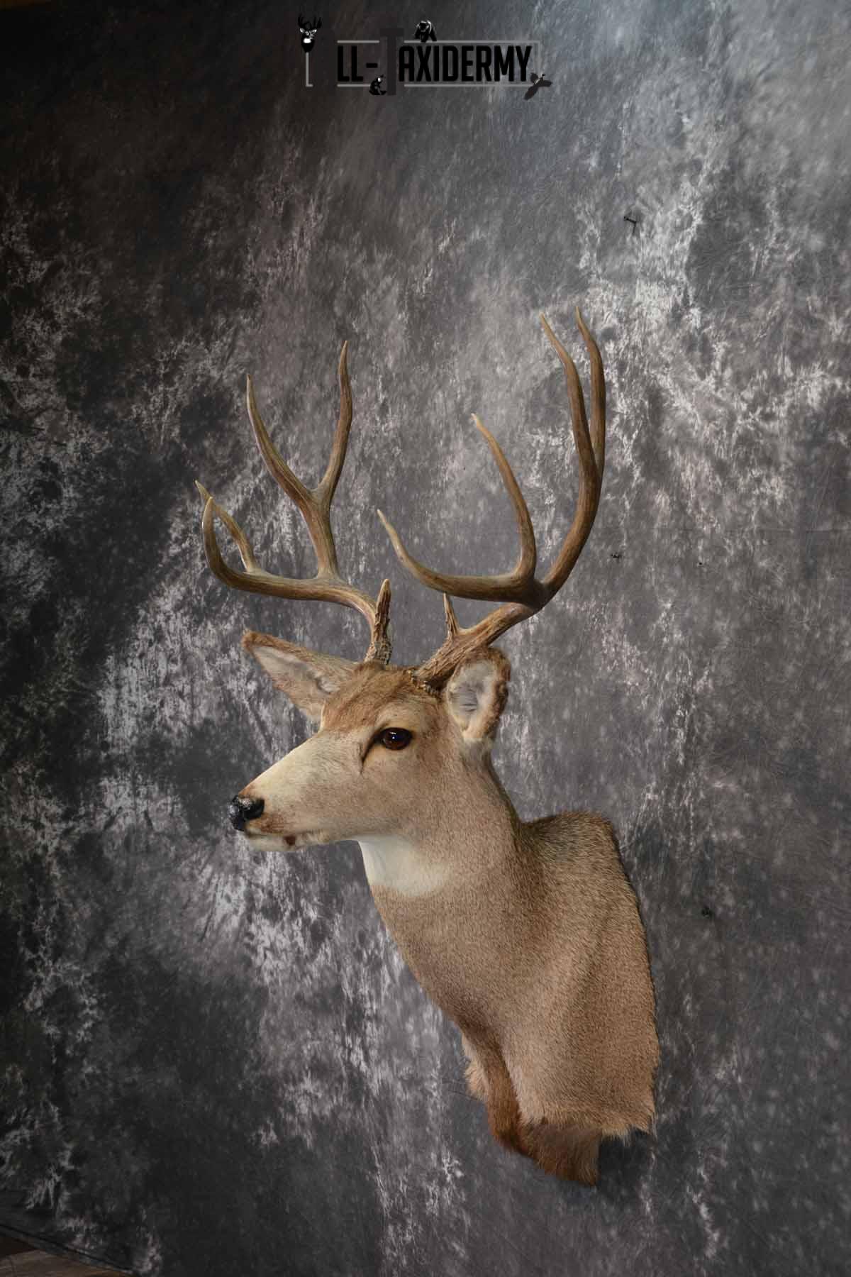Mule Deer Taxidermy shoulder mount for sale SKU 1241 - Image 3