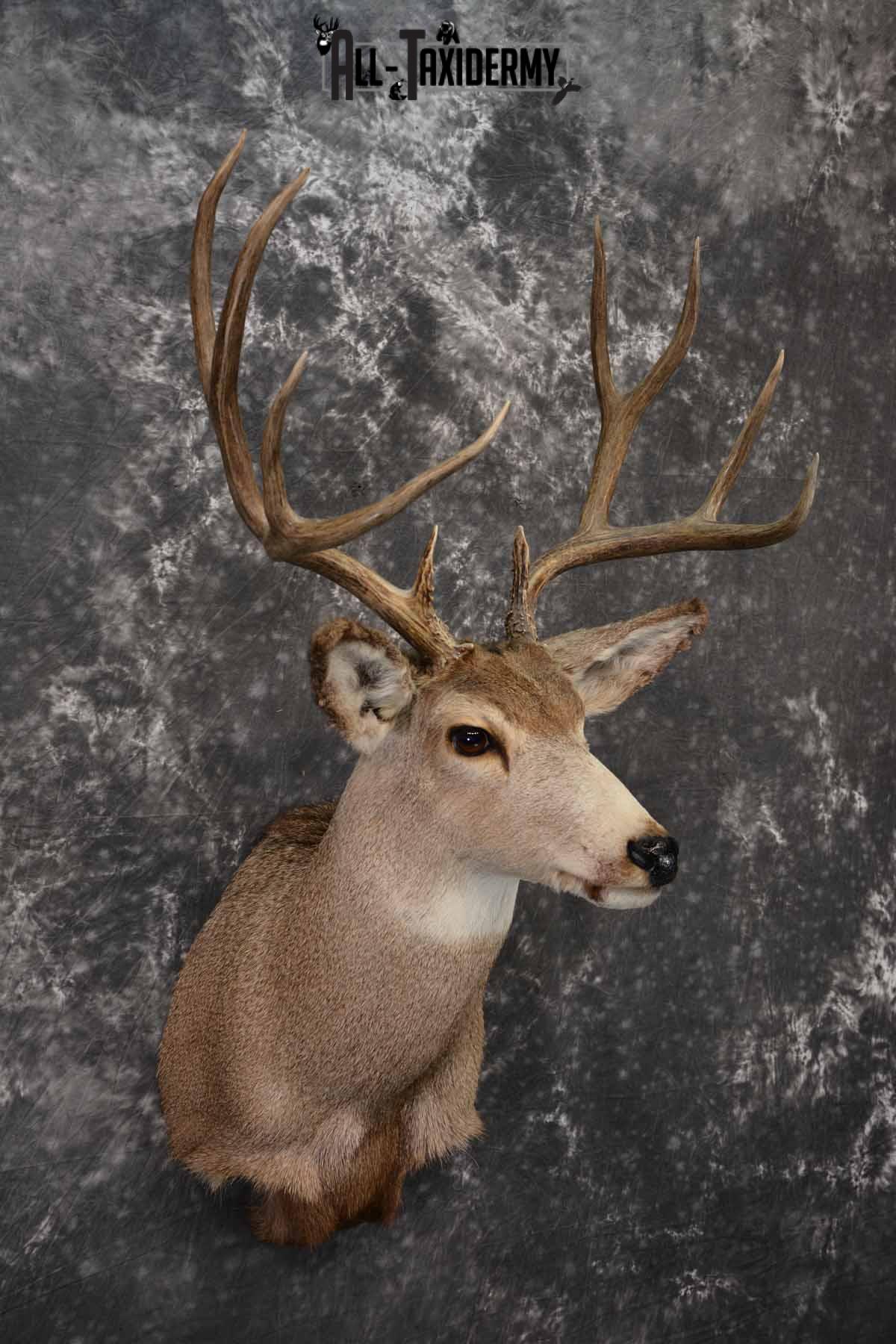 Mule Deer Taxidermy shoulder mount for sale SKU 1241 - Image 4