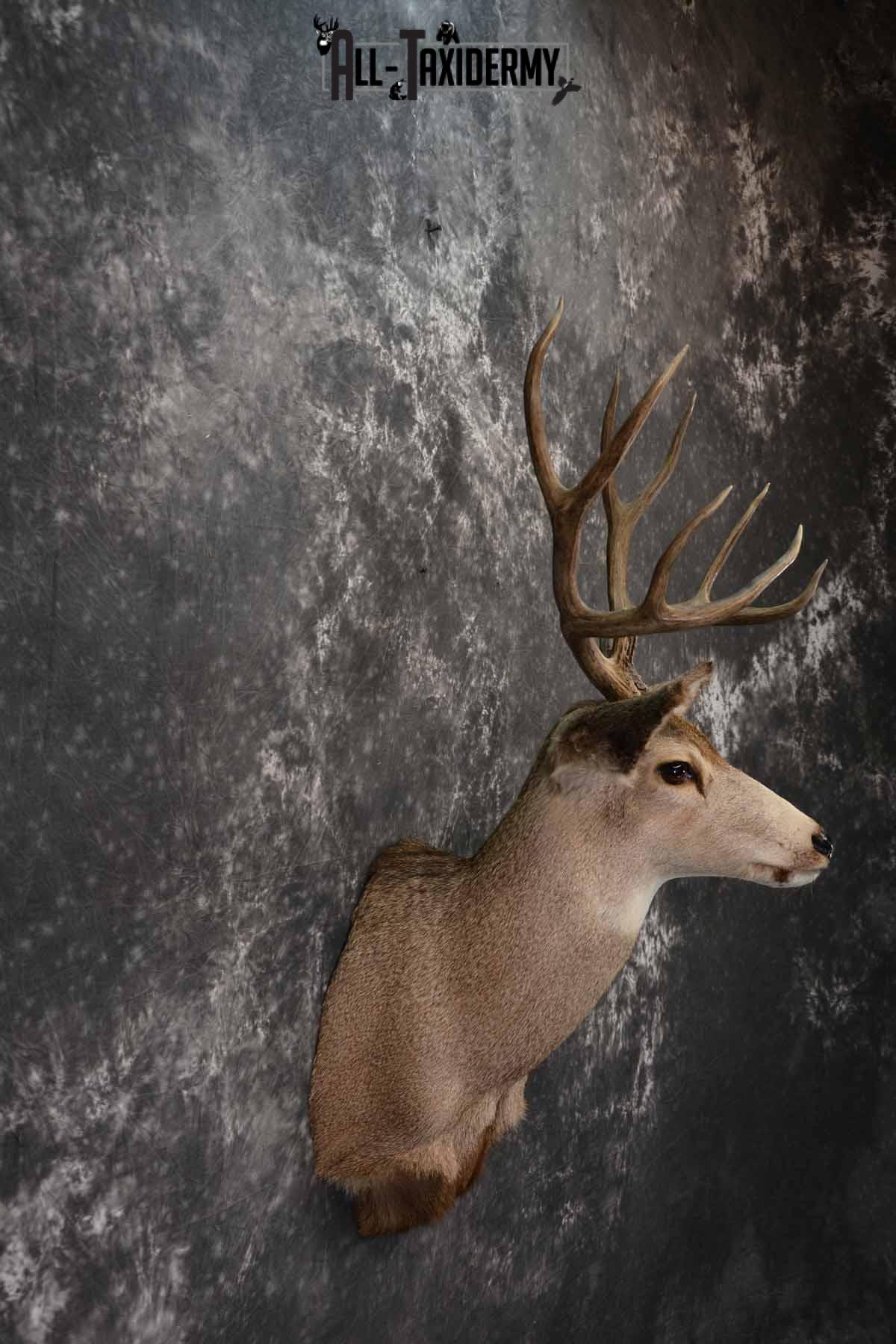 Mule Deer Taxidermy shoulder mount for sale SKU 1241 - Image 5