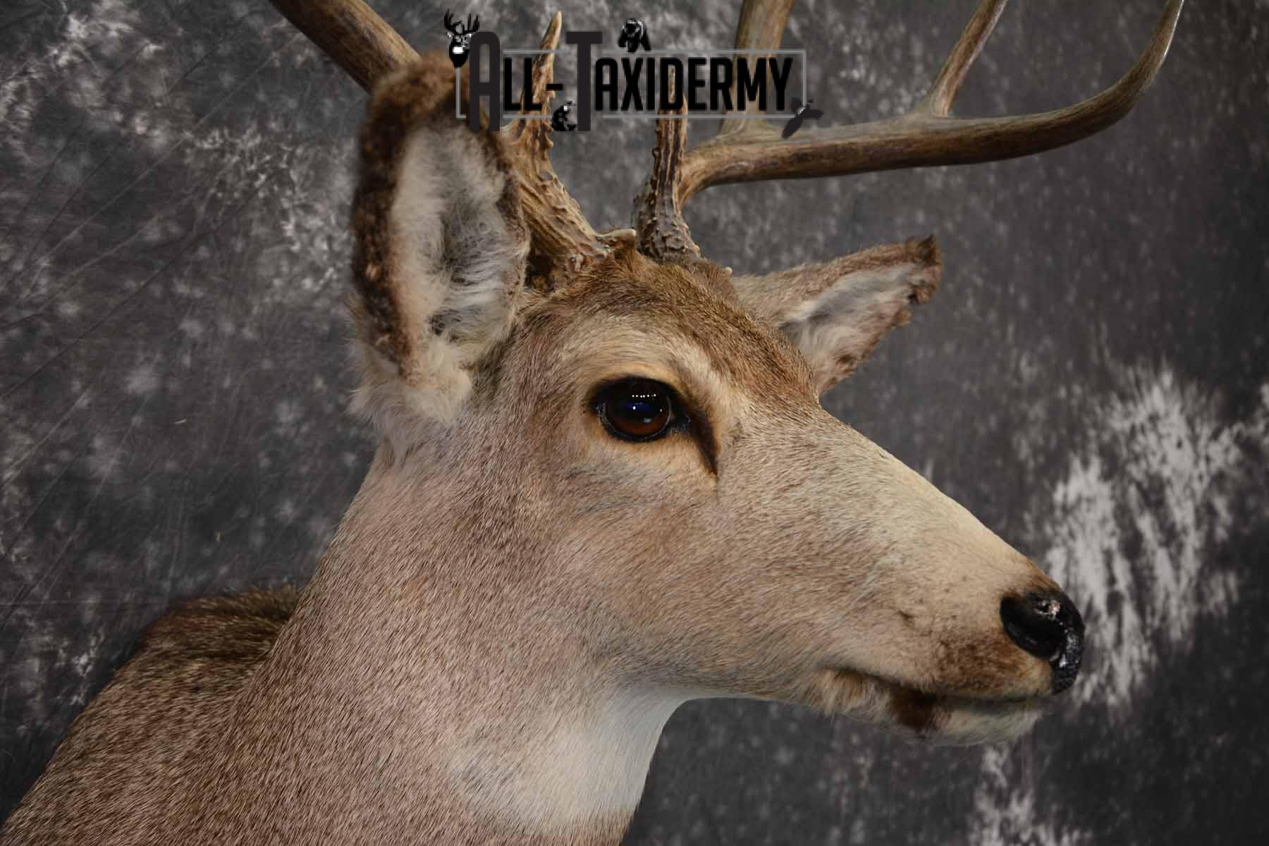 Mule Deer Taxidermy shoulder mount for sale SKU 1241 - Image 6