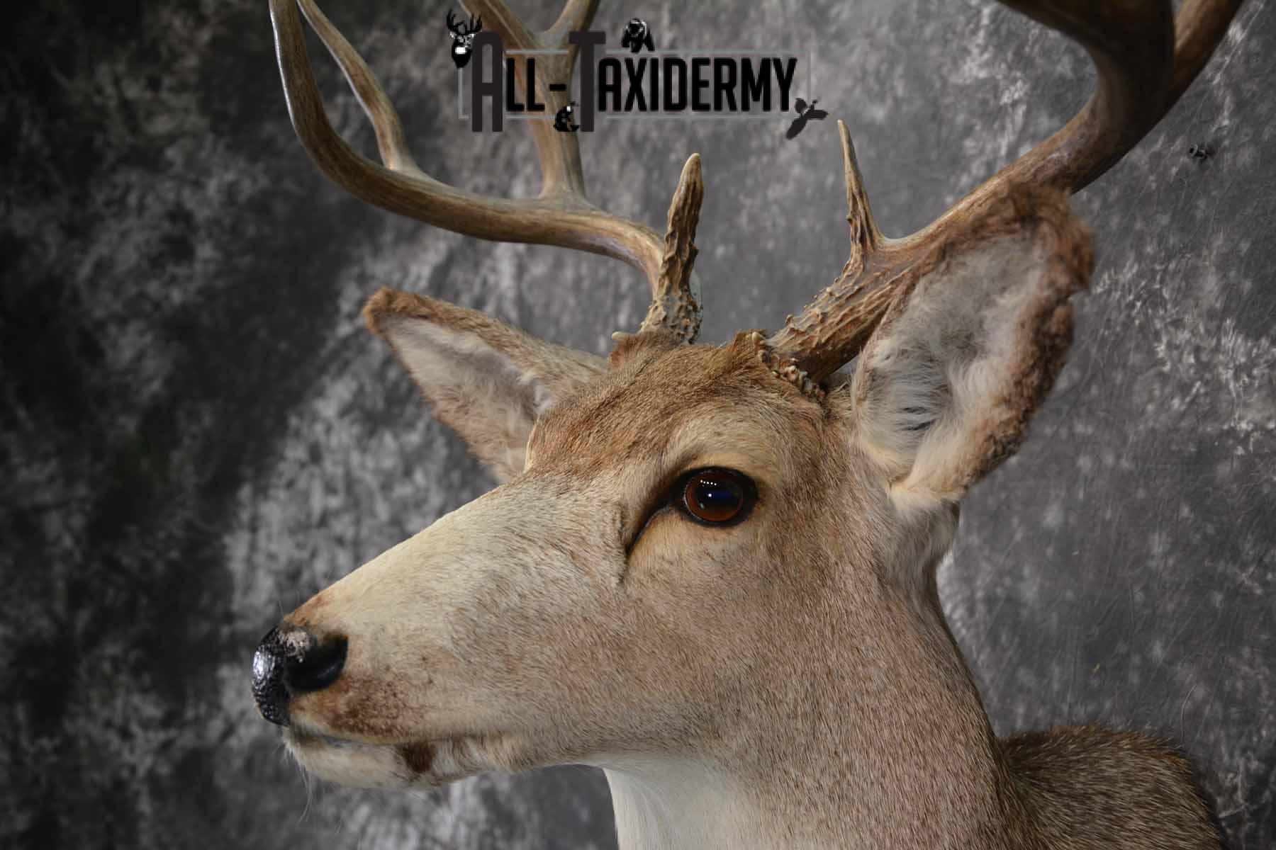 Mule Deer Taxidermy shoulder mount for sale SKU 1241 - Image 7