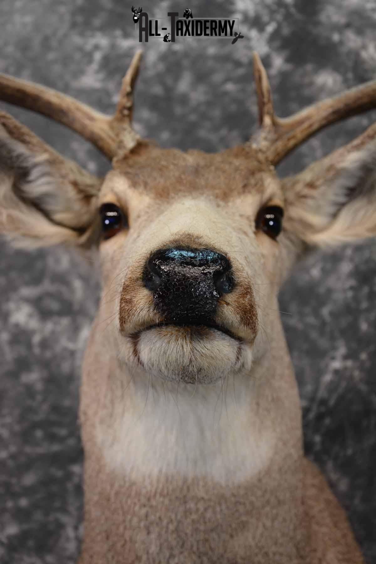 Mule Deer Taxidermy shoulder mount for sale SKU 1241 - Image 8