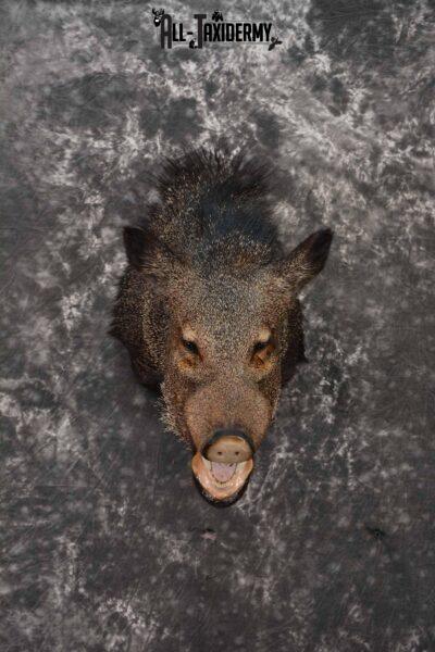 Collard Peccary (Javelina) Taxidermy shoulder mount for sale SKU 1240