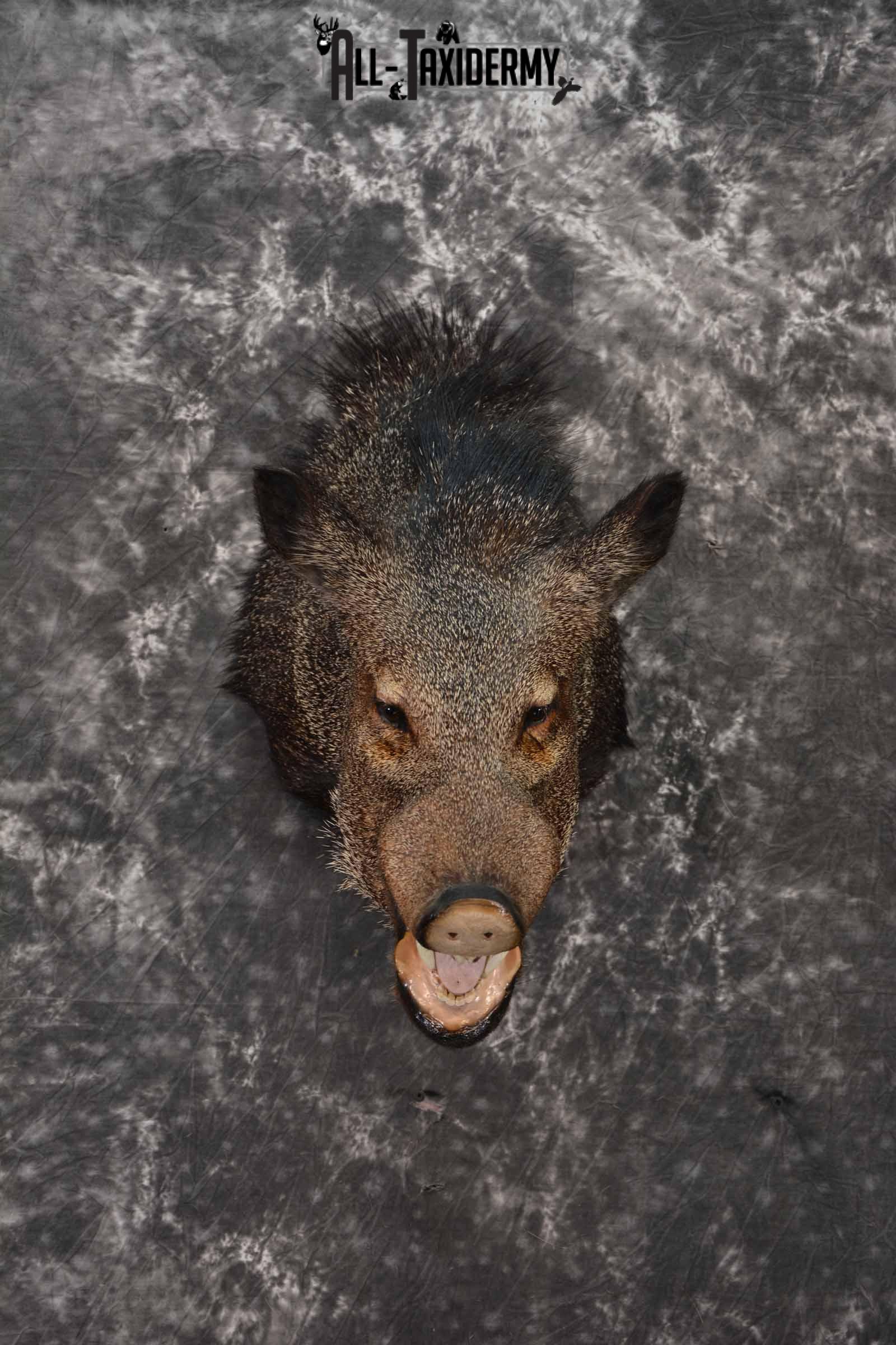 Collard Peccary (Javelina) Taxidermy shoulder mount for sale SKU 1240