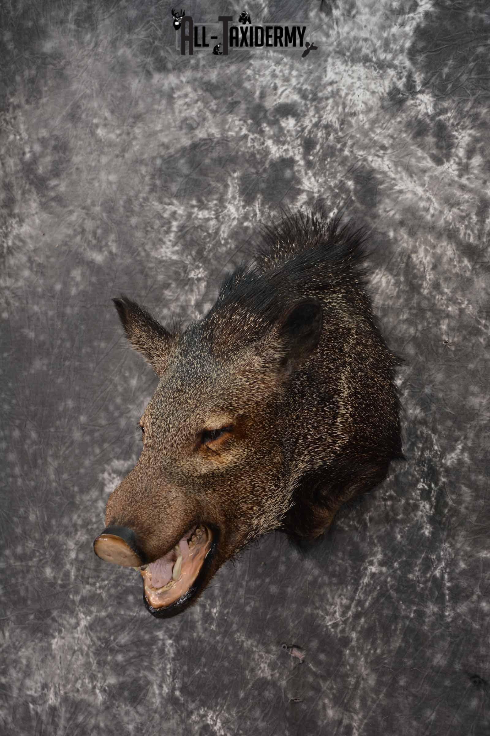 Collard Peccary (Javelina) Taxidermy shoulder mount for sale SKU 1240 - Image 2