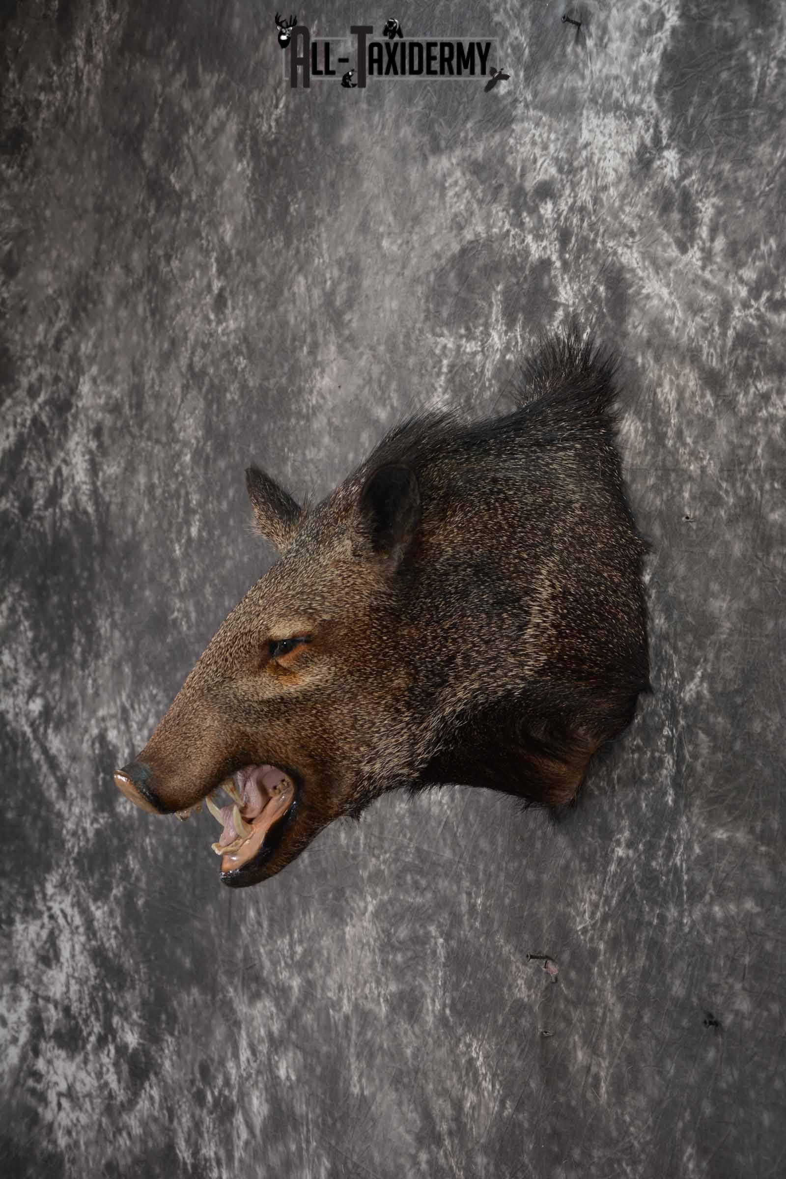 Collard Peccary (Javelina) Taxidermy shoulder mount for sale SKU 1240 - Image 3