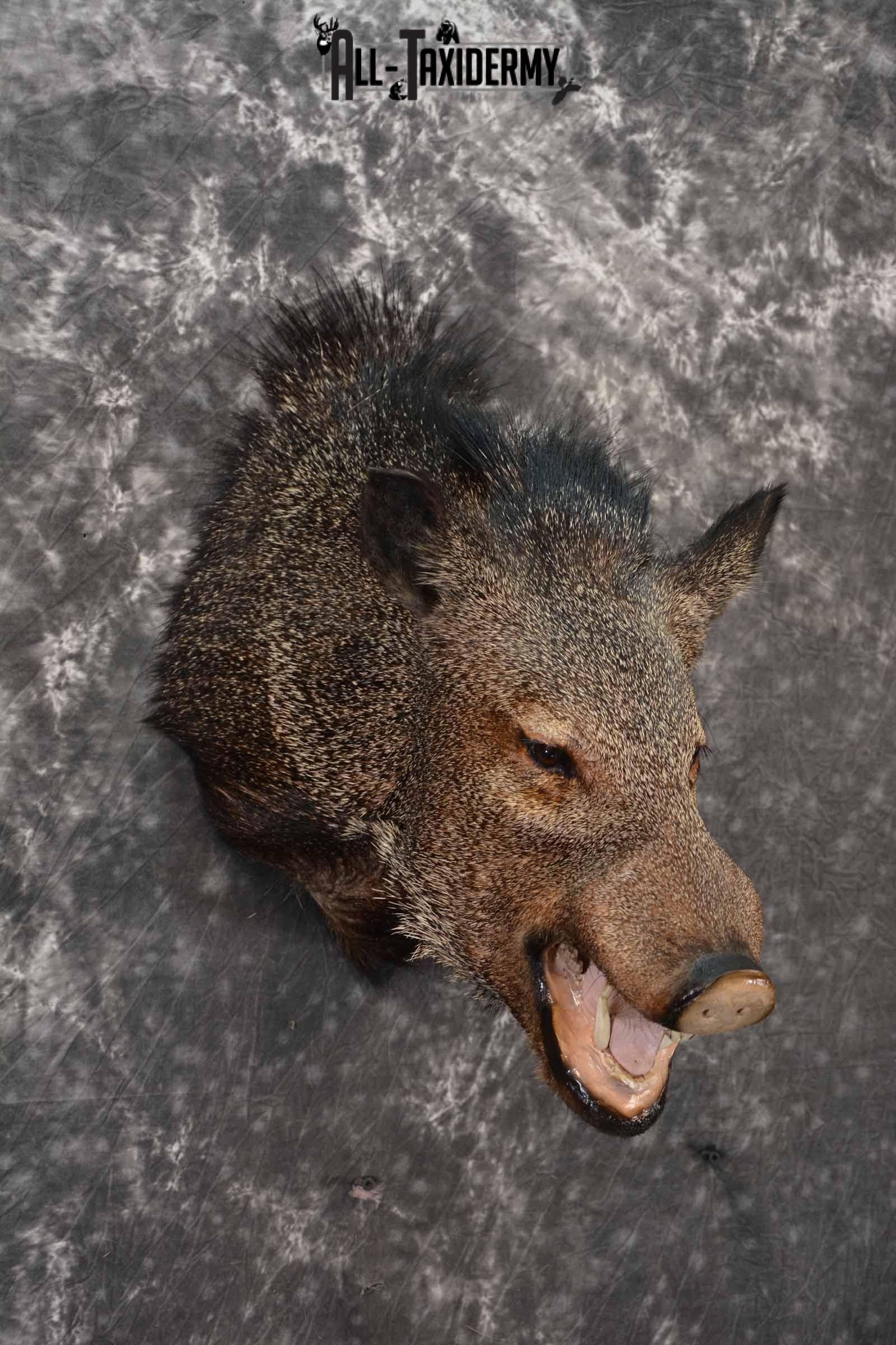 Collard Peccary (Javelina) Taxidermy shoulder mount for sale SKU 1240 - Image 4