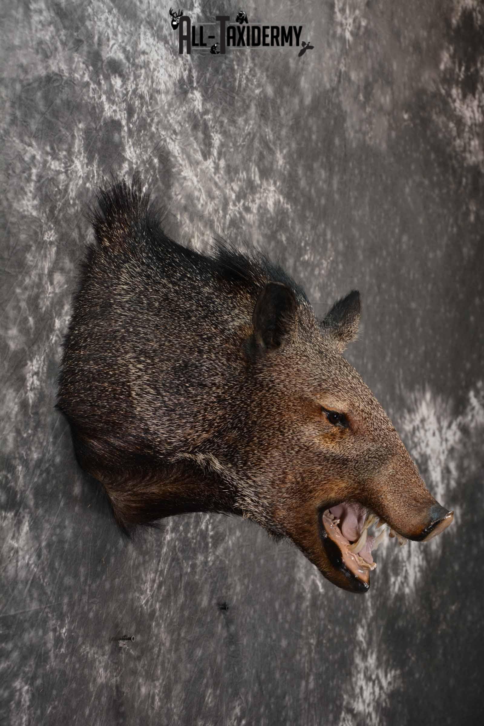 Collard Peccary (Javelina) Taxidermy shoulder mount for sale SKU 1240 - Image 5