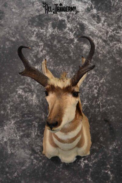 Pronghorn Antelope taxidermy shoulder mount for sale SKU 1239