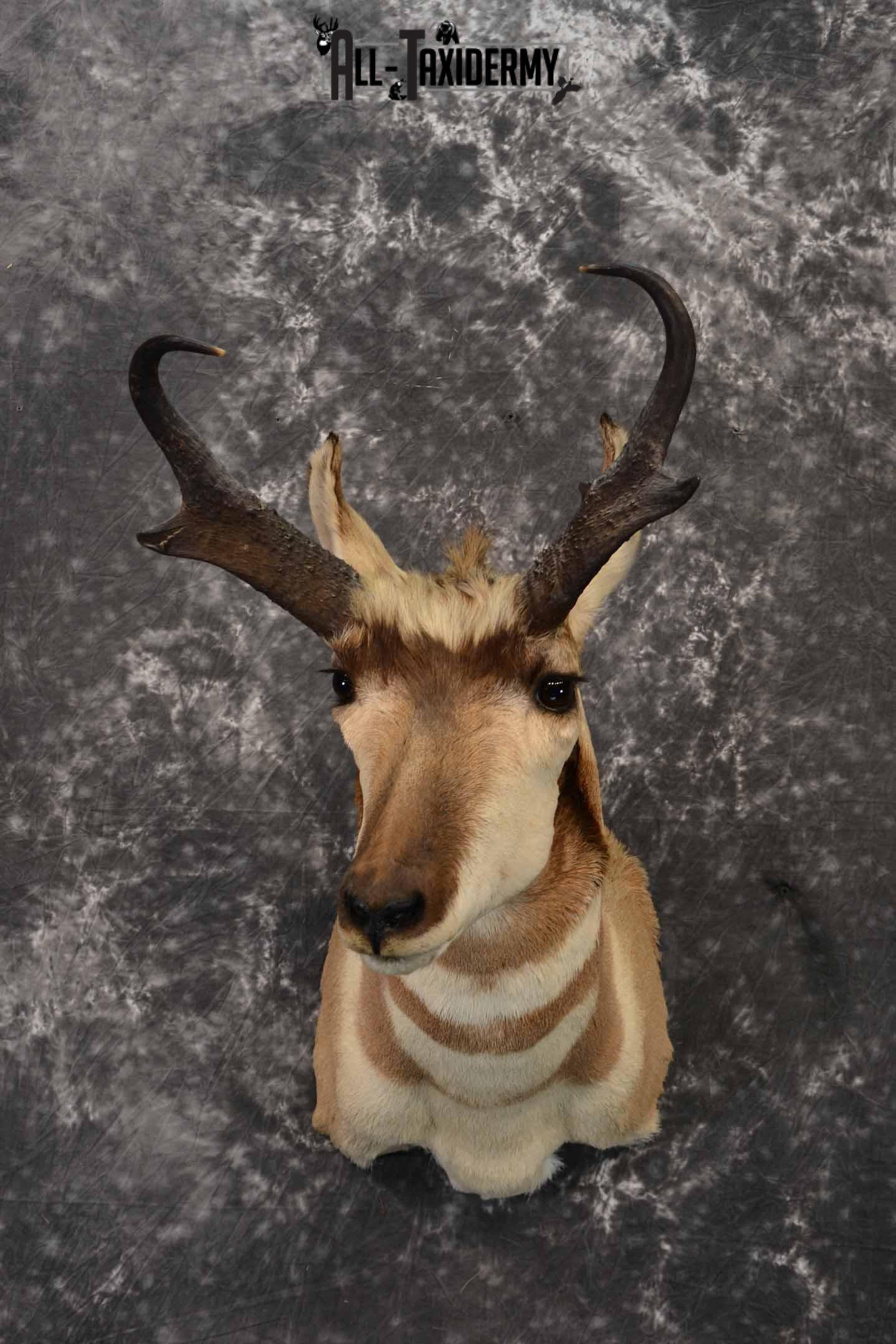 Pronghorn Antelope taxidermy shoulder mount for sale SKU 1239